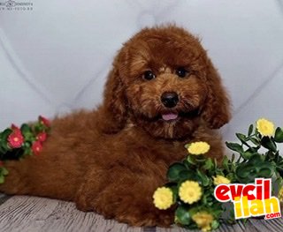 Red brown labradoodle orjinal en güvenilir adresten