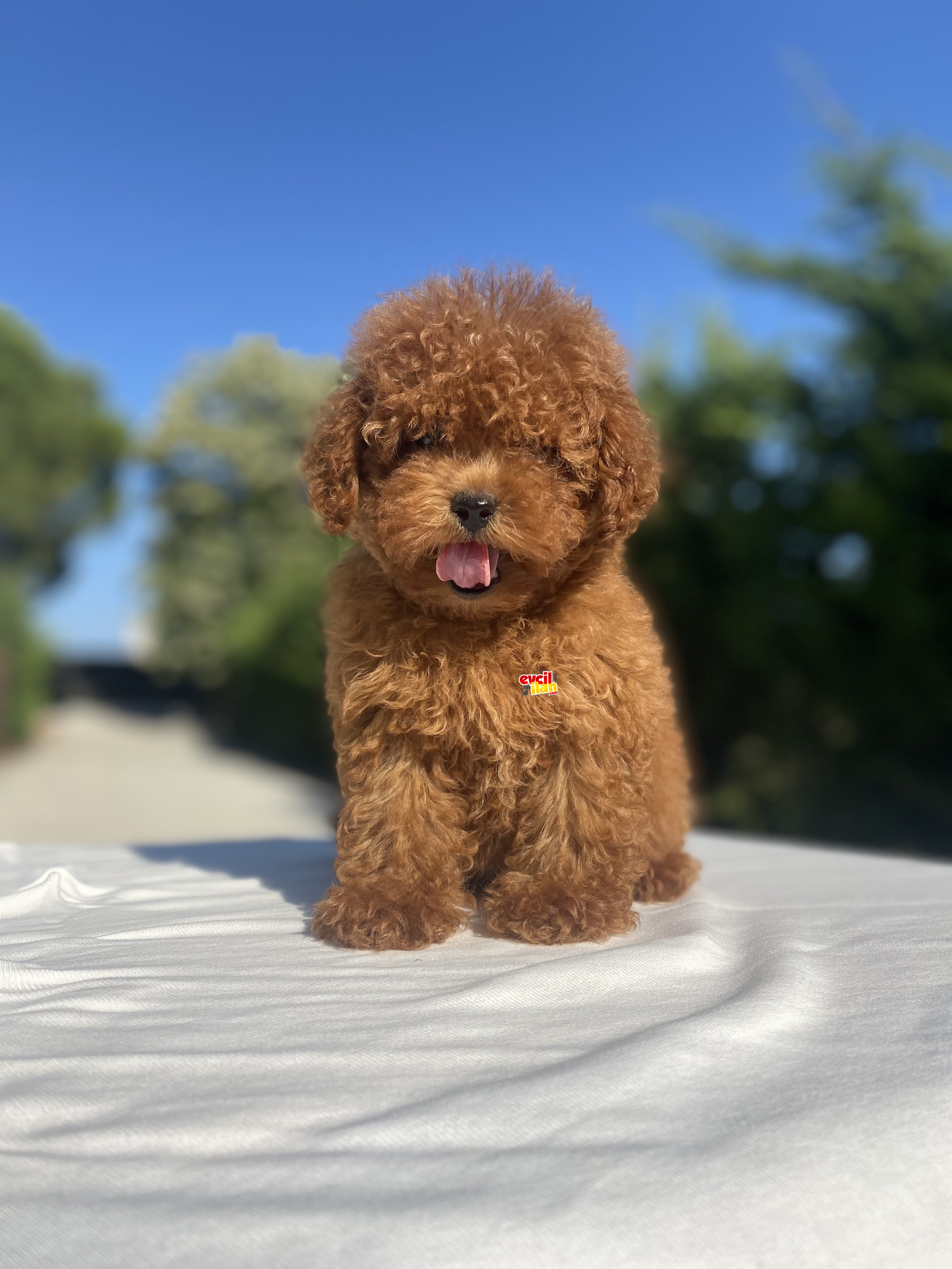 RED BROWN MINI BOY DİŞİ POODLE BEBEKLER