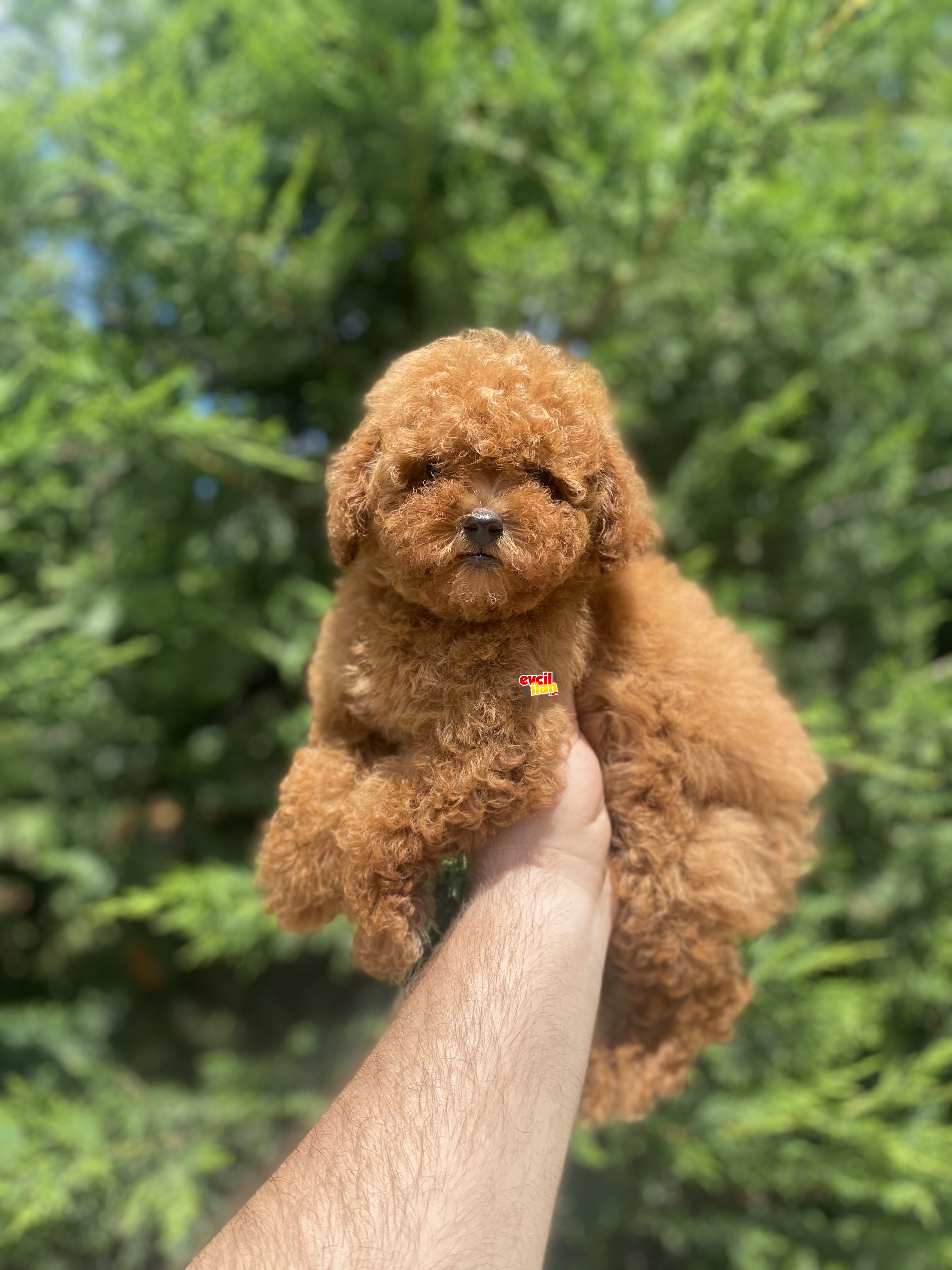 RED BROWN MINI BOY TOY POODLE DİŞİ