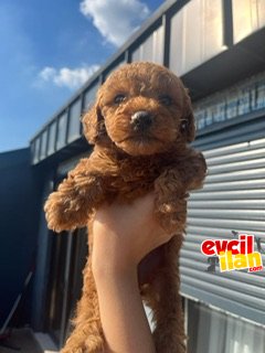 Red Brown mini toy Poodle bebek suratlı 