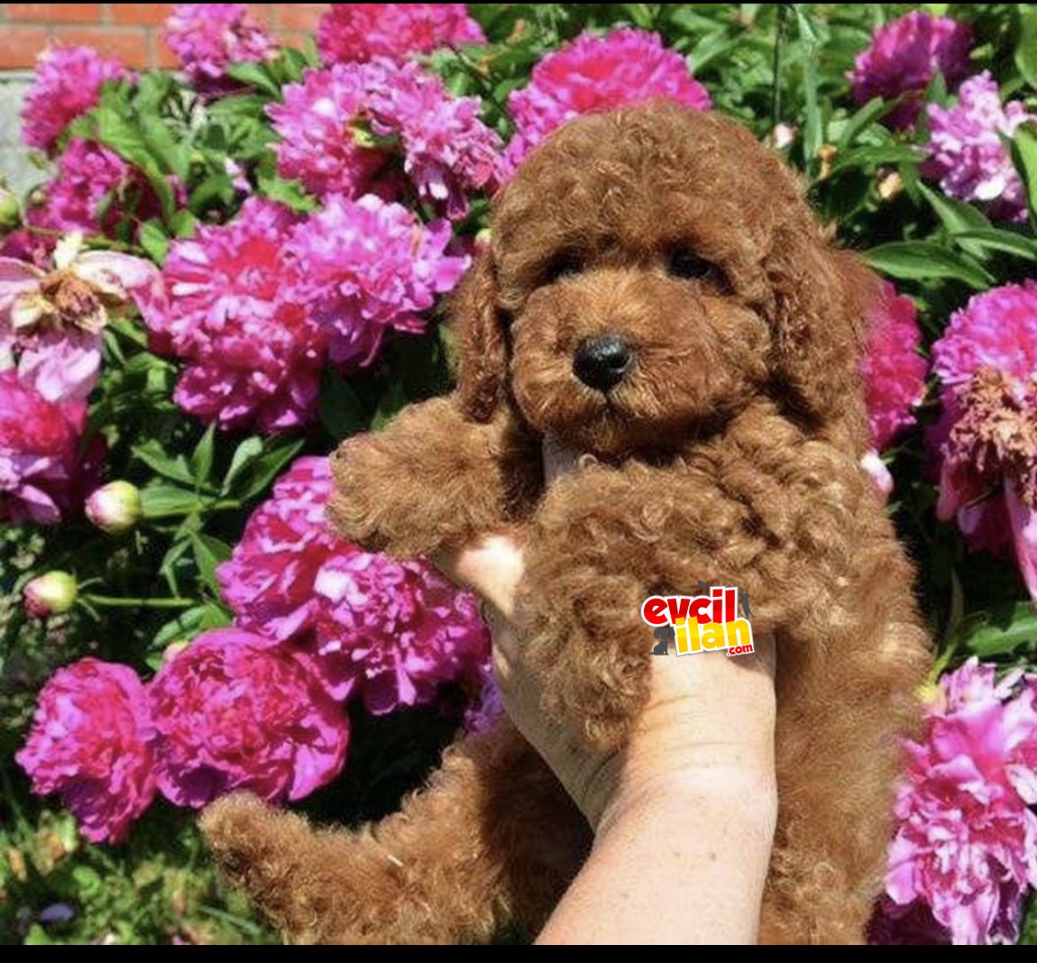 Red brown mini toy sözleşmeli poodle @goldpuppiess