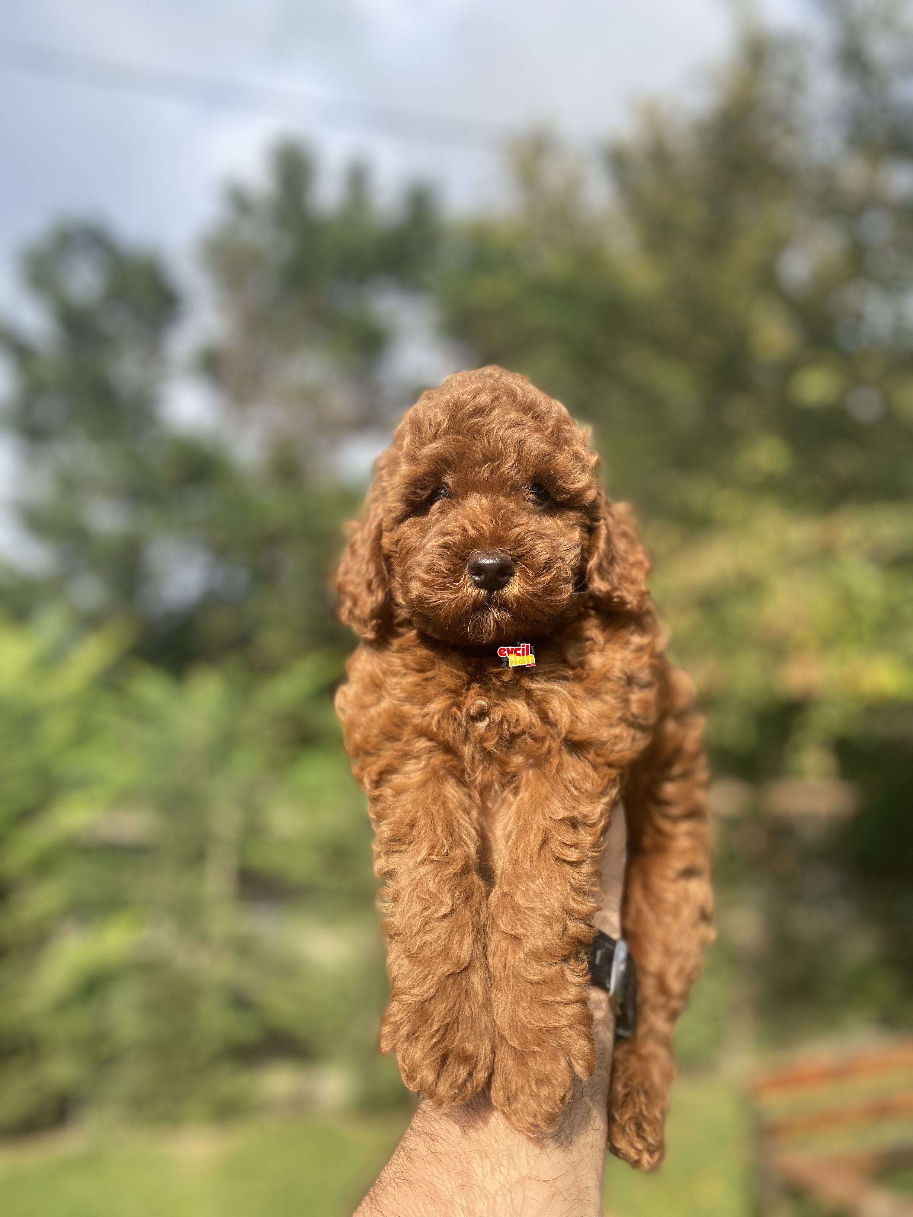 RED BROWN ORJİNAL TOY POODLE AŞILI YAVRUMUZ