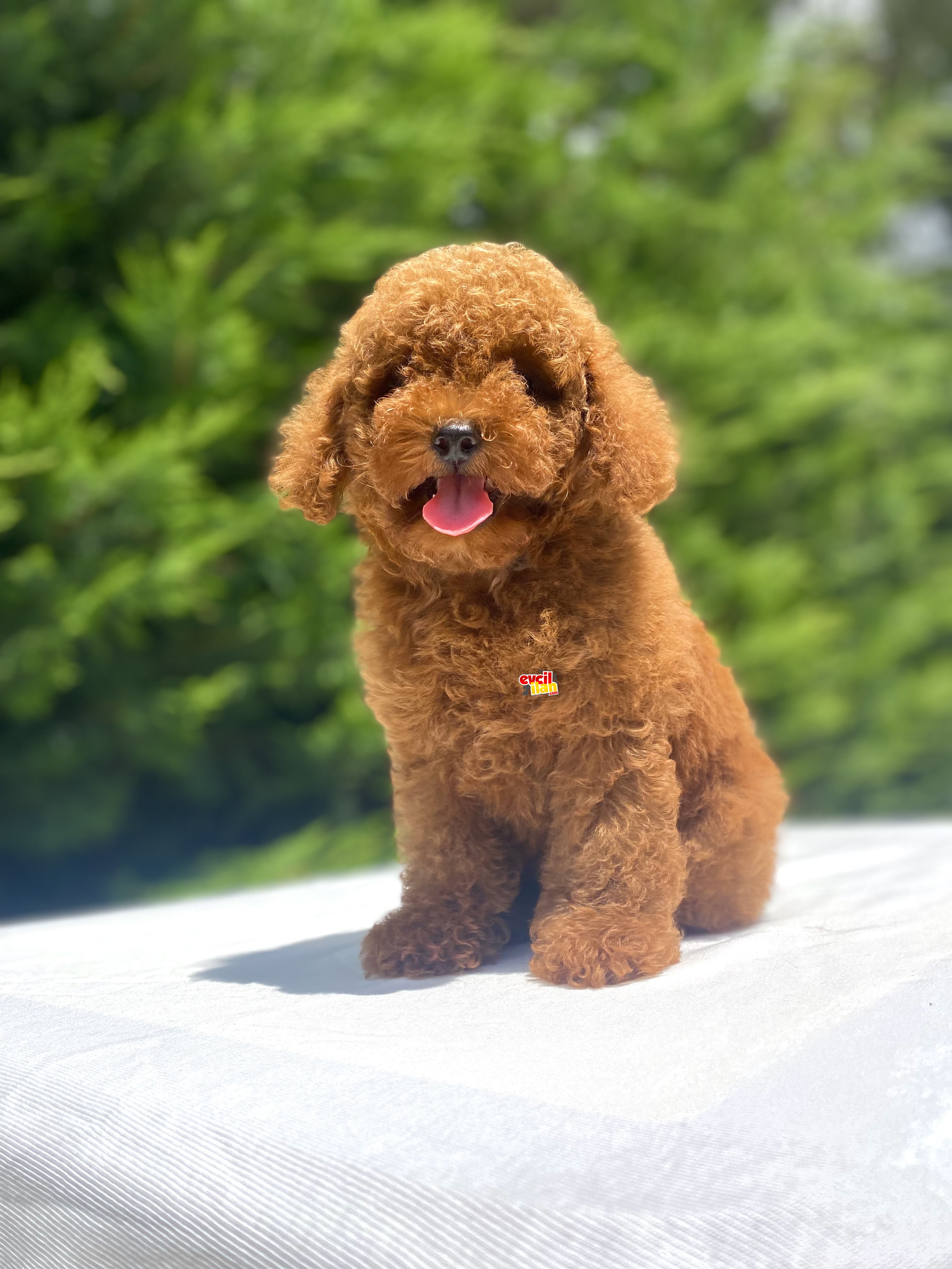 RED BROWN ORJİNAL TOY POODLE BEBEKLER