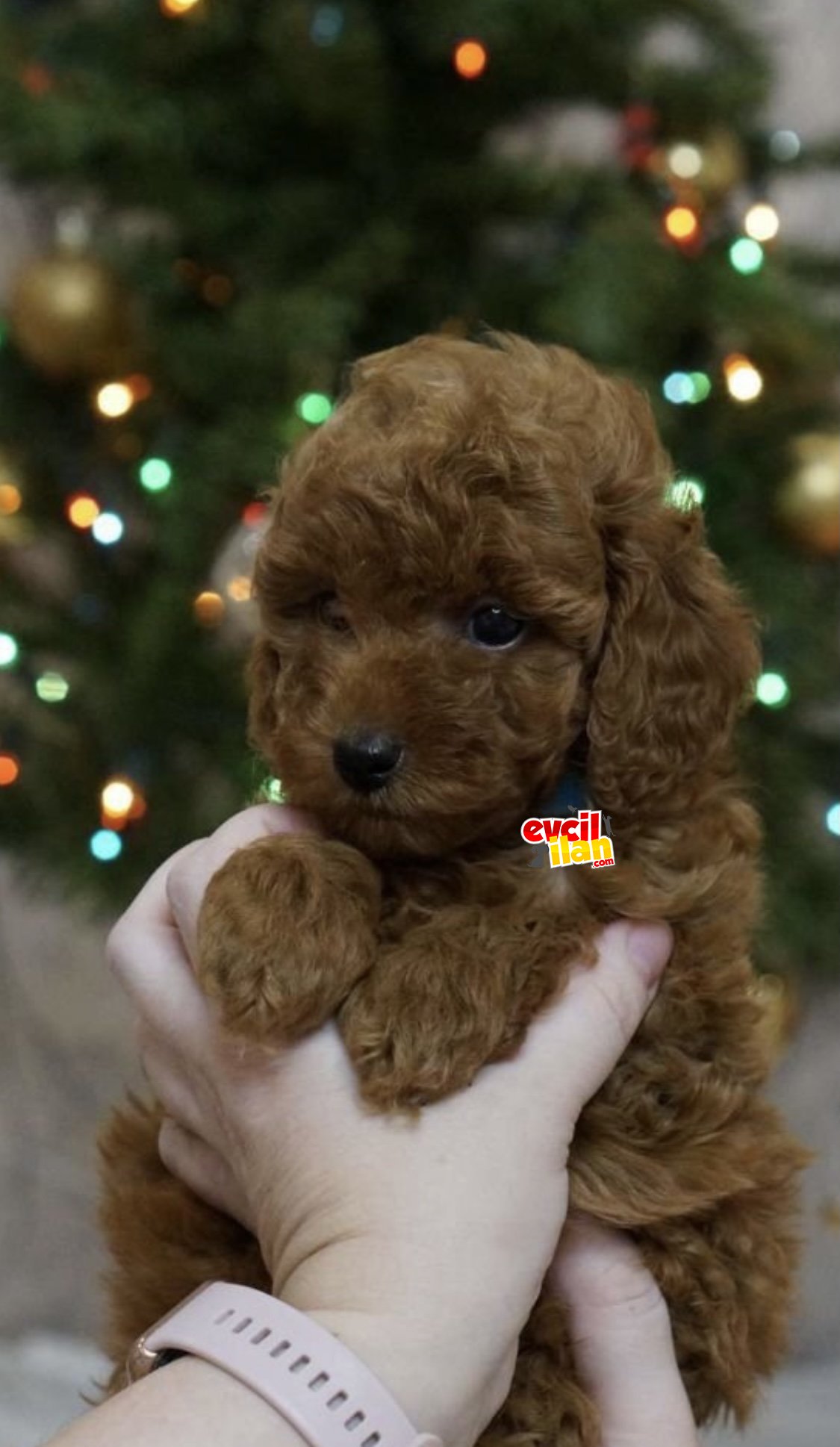 Red brown orjinal toy poodle 