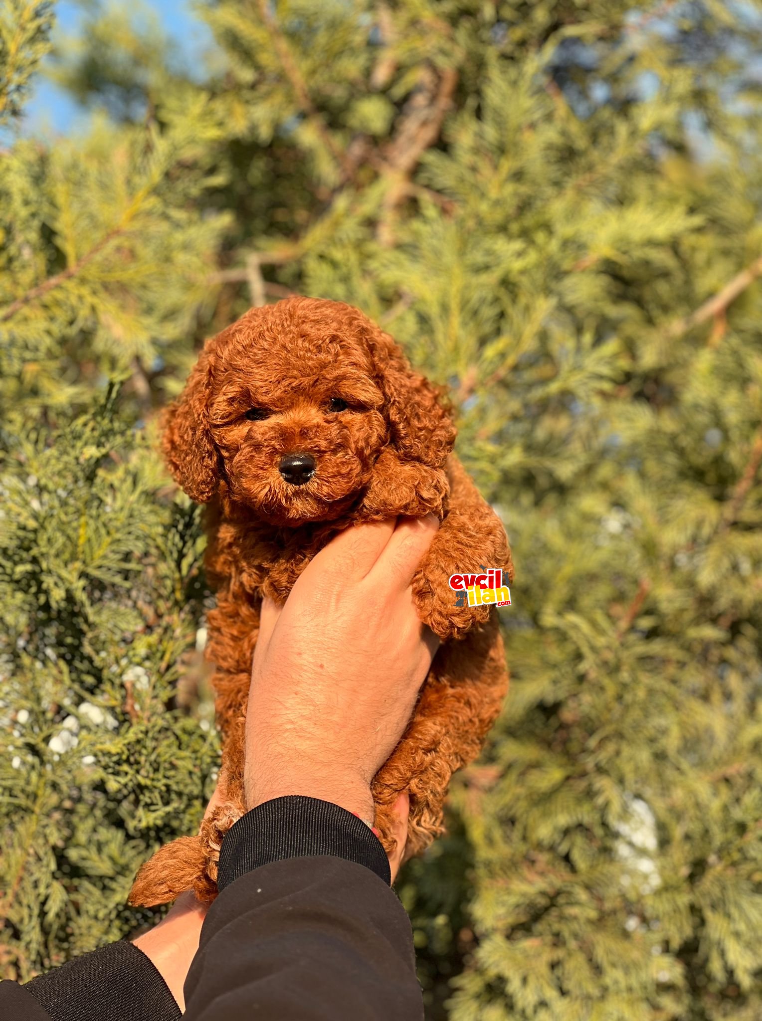 RED BROWN ORJİNAL TOY POODLE 