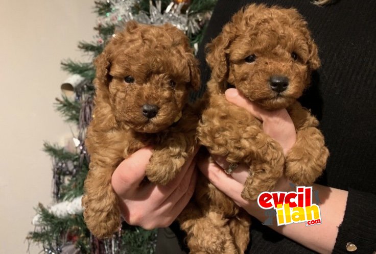 RED BROWN POODLE BEBEKLER A KALİTE 