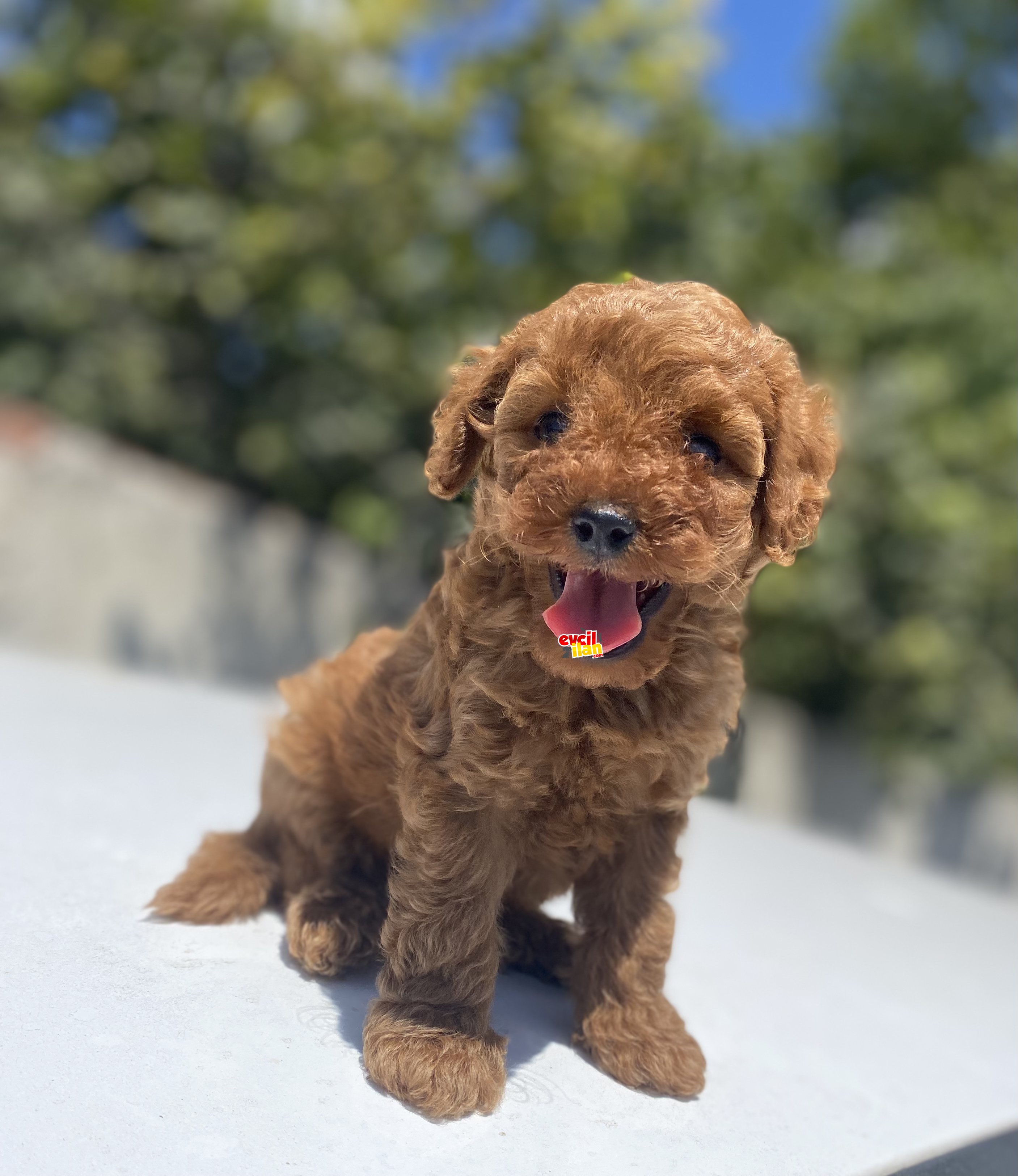 RED BROWN POODLE BEBEKLER AŞILI KARNELİ