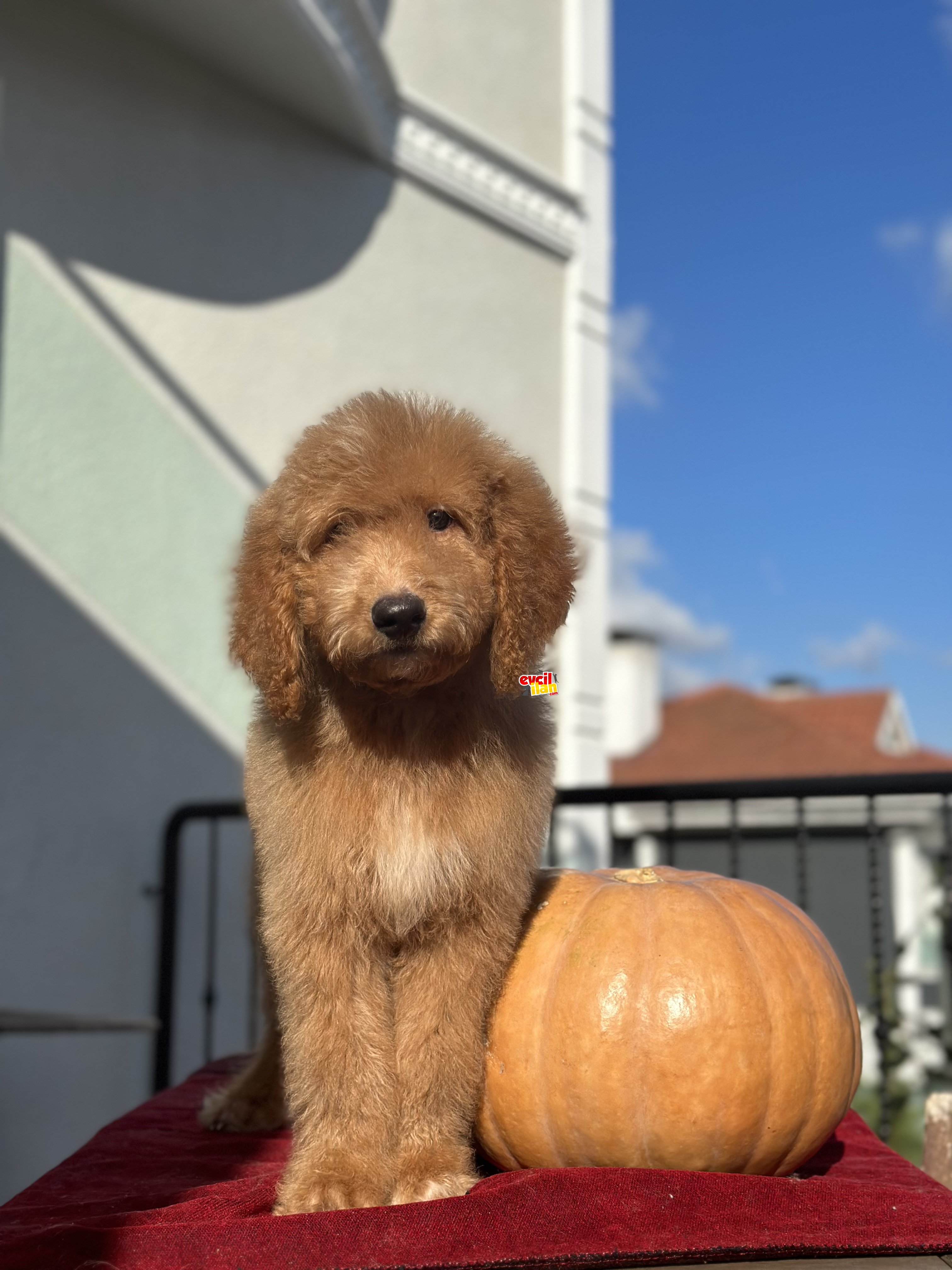 Red brown poodle standart boy dev Patiler 