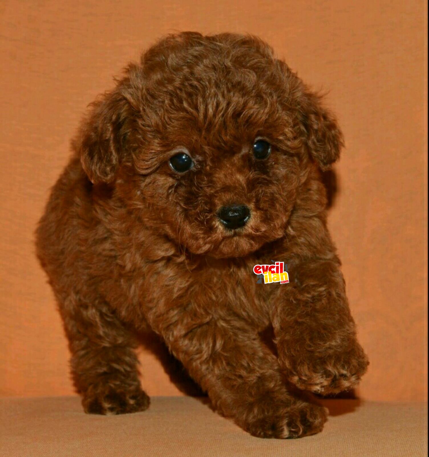 Red brown teddy bear tip poodle 