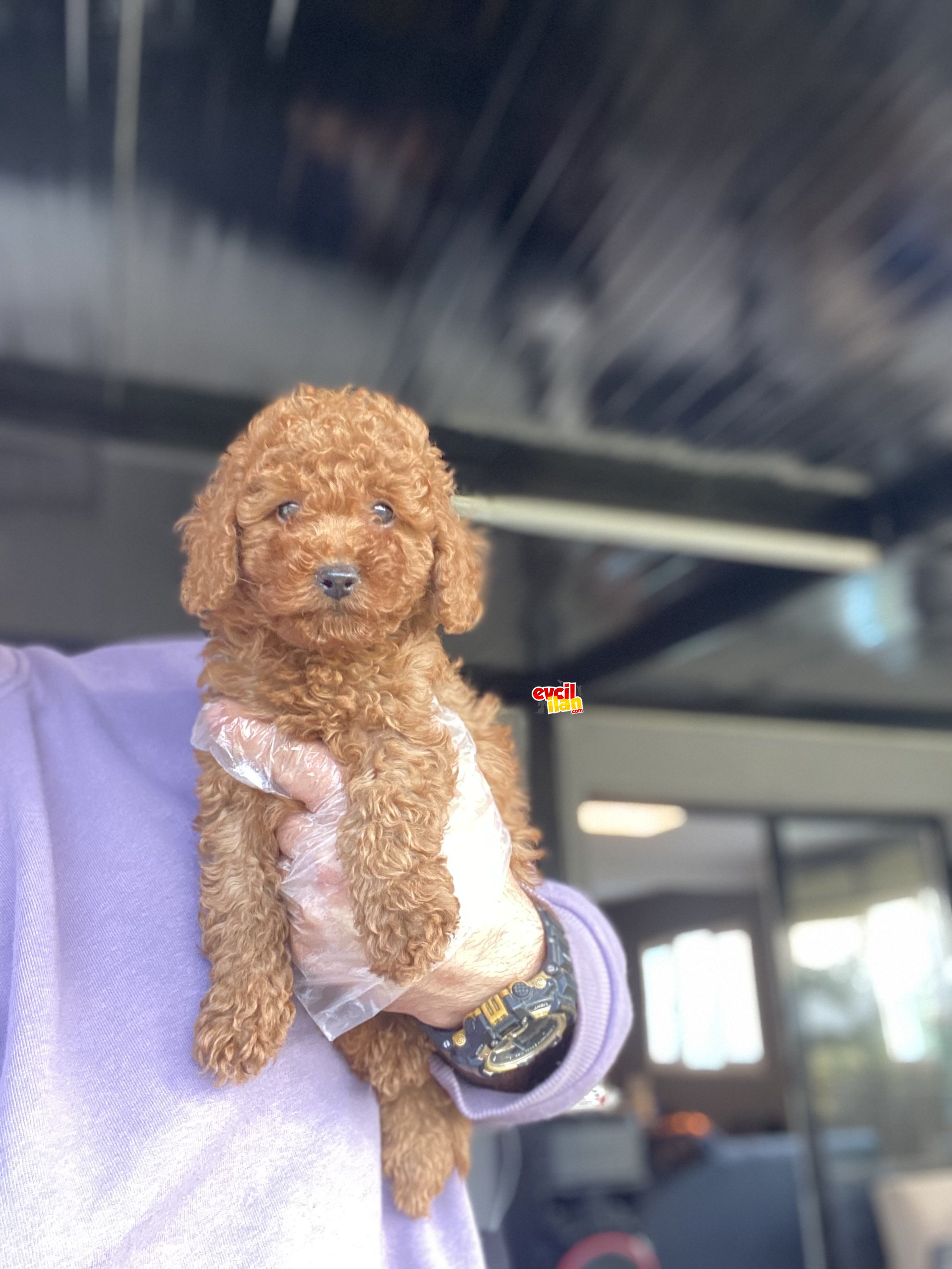 RED BROWN TOY BOY POODLE YAVRUMUZ