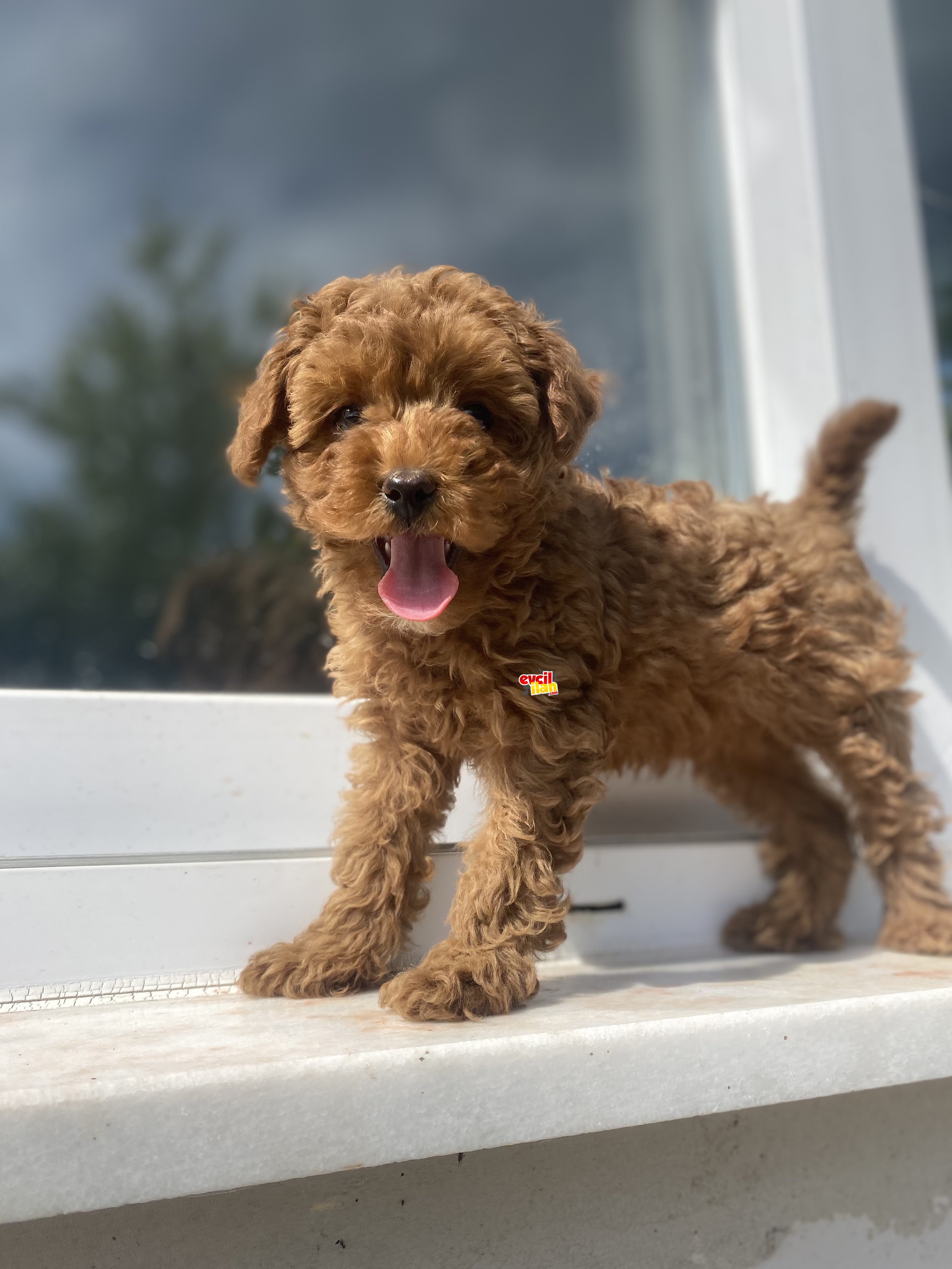 RED BROWN TOY POODLE AŞILI KARNELİ