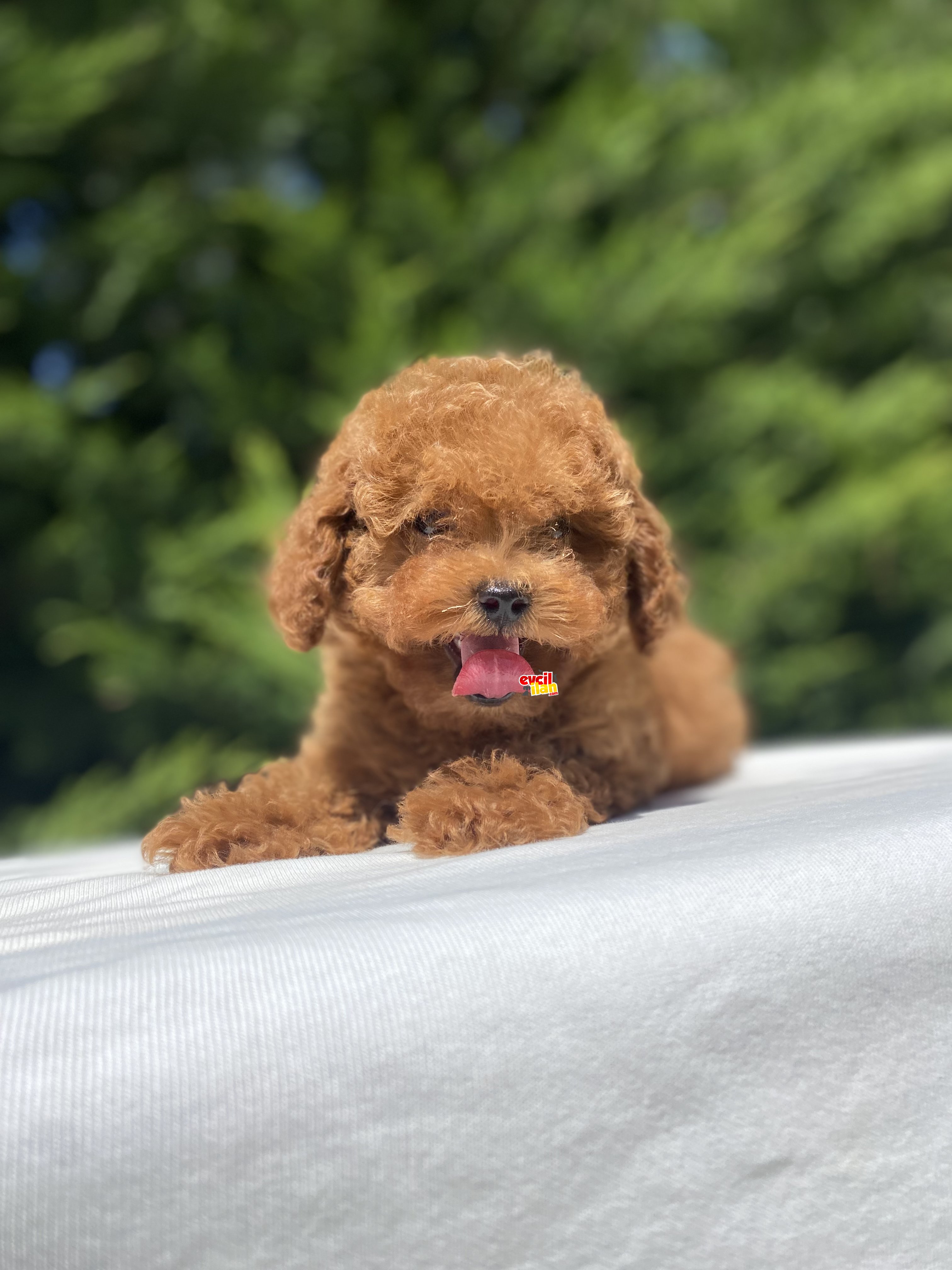 RED BROWN TOY POODLE BEBEKLER GARANTİLİ 