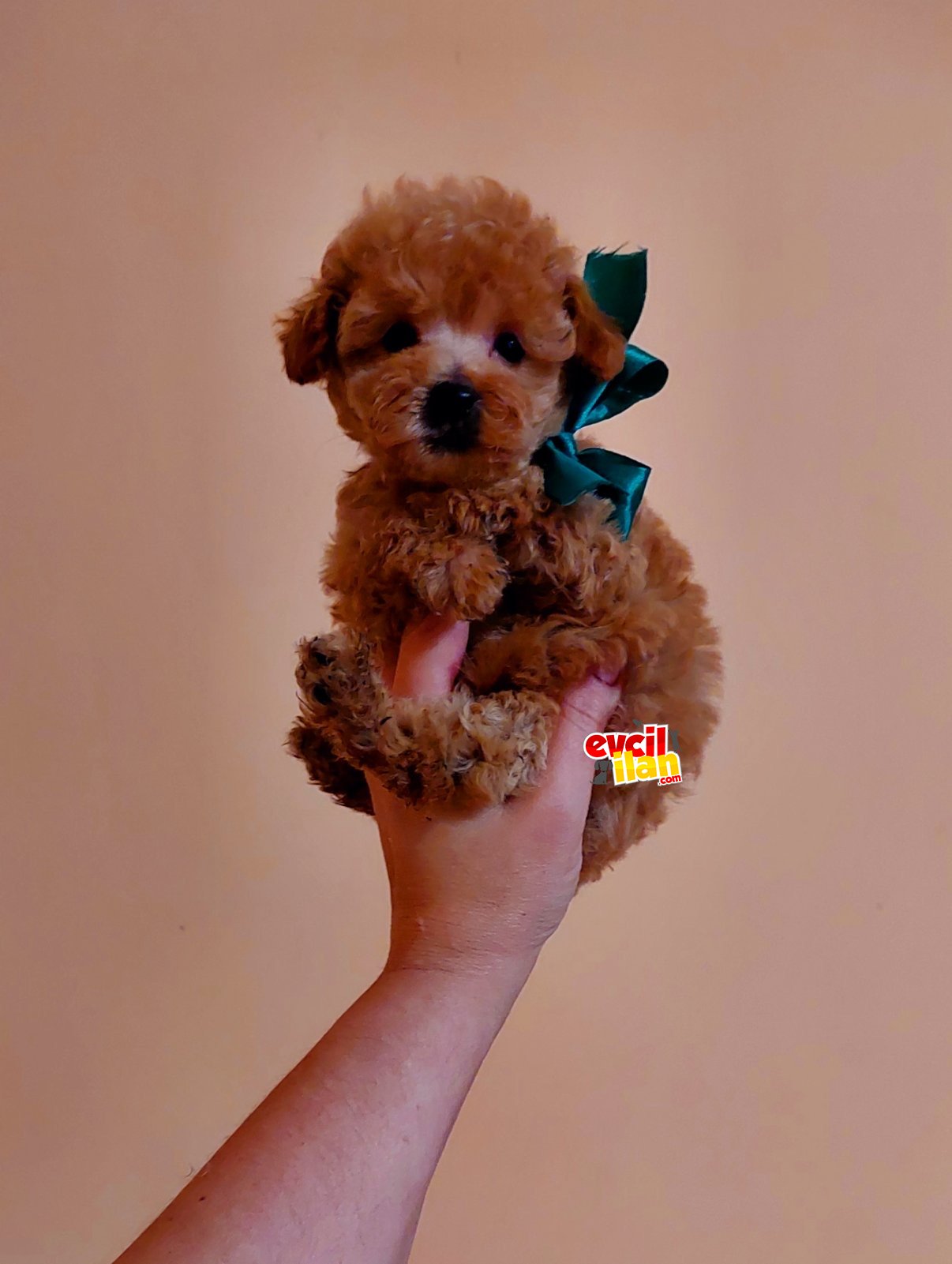 Red Brown toy Poodle bebekler garantili 