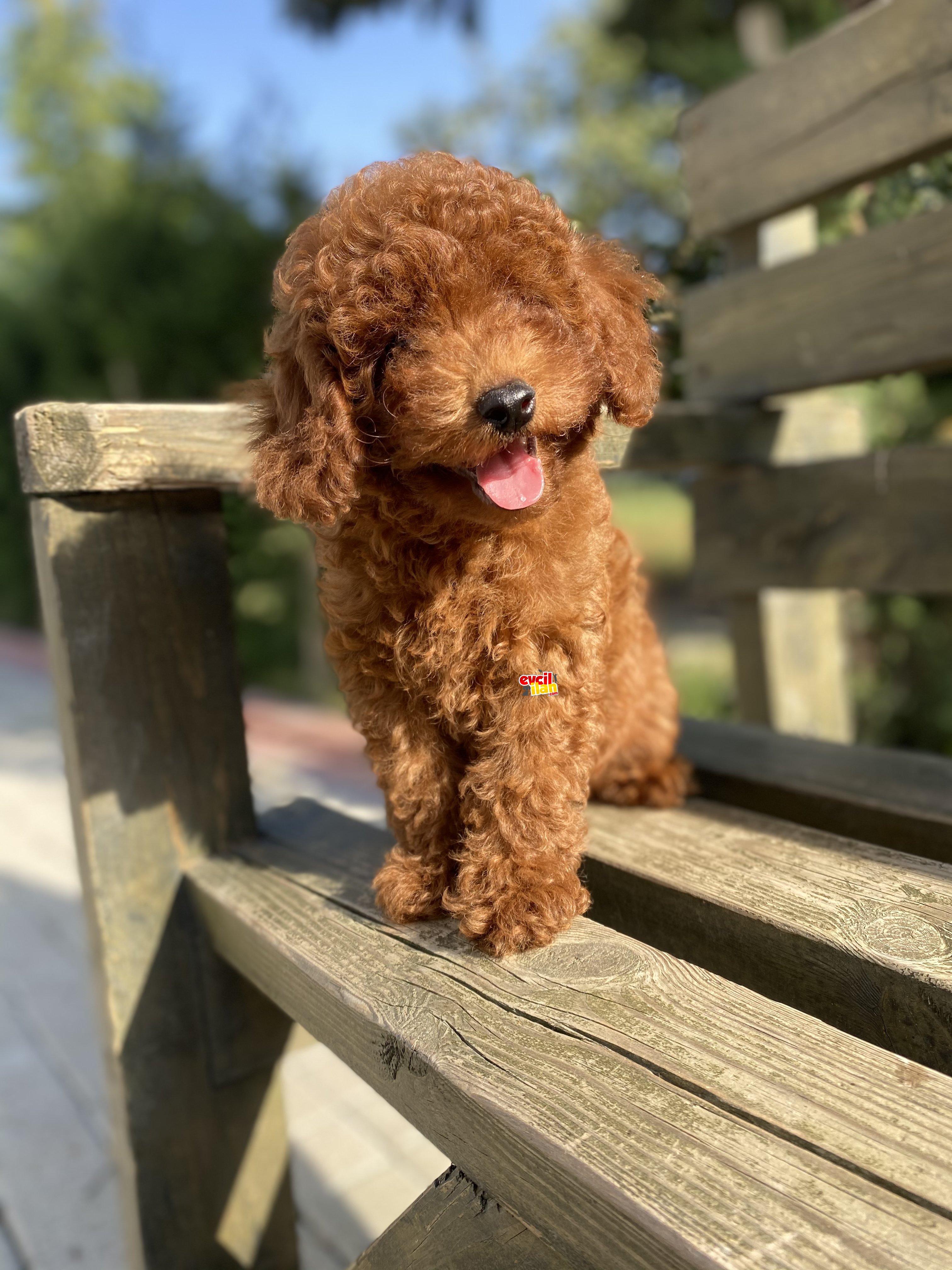 RED BROWN TOY POODLE BEBEKLER 