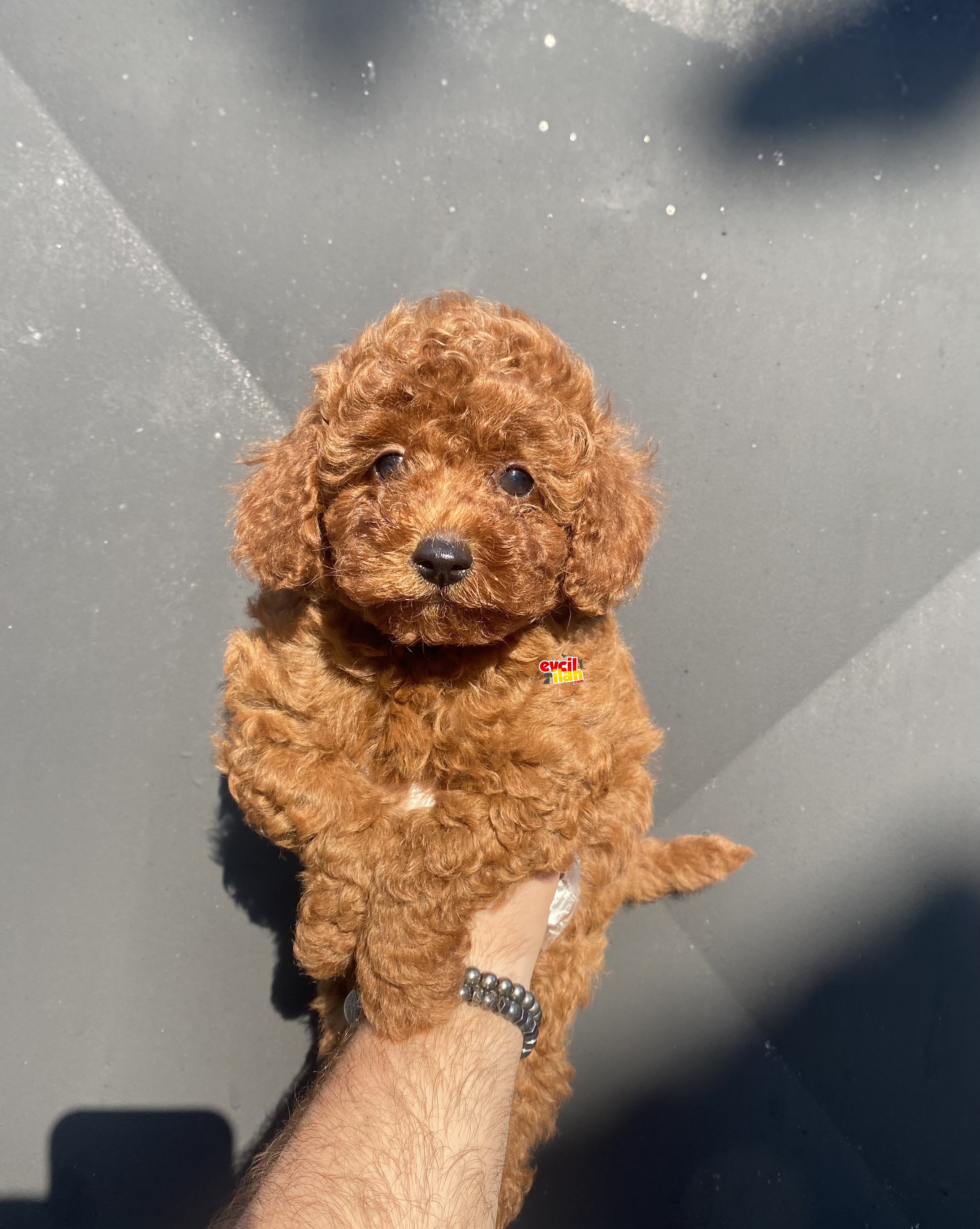 RED BROWN TOY POODLE BEBEKLER 