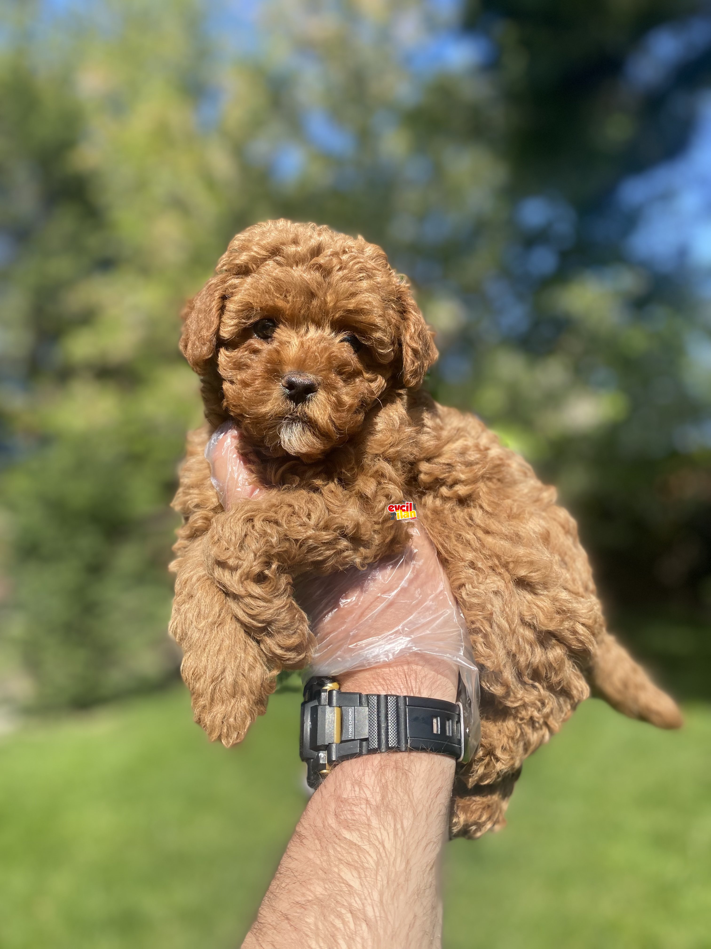 RED BROWN TOY POODLE BEBEKLER 