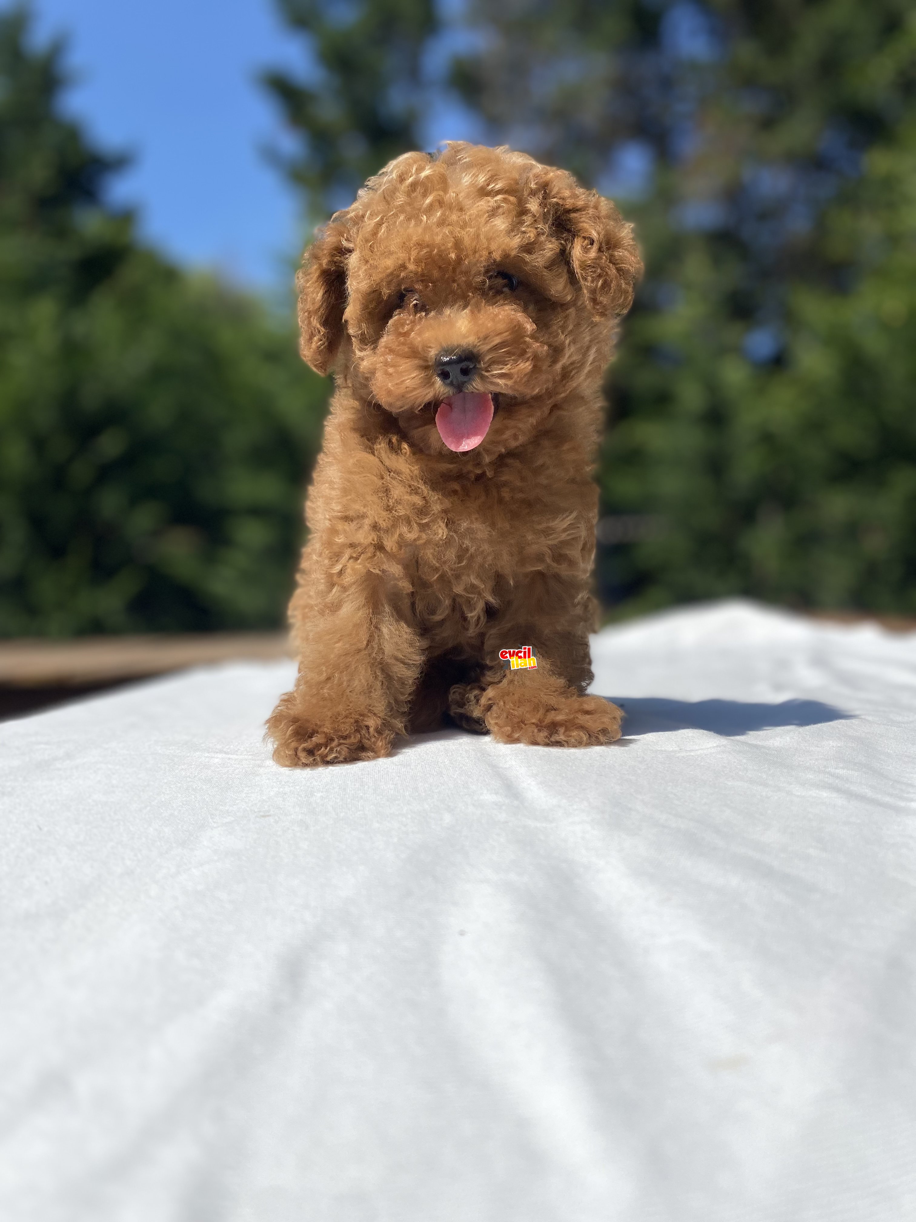 RED BROWN TOY POODLE BEBEKLER