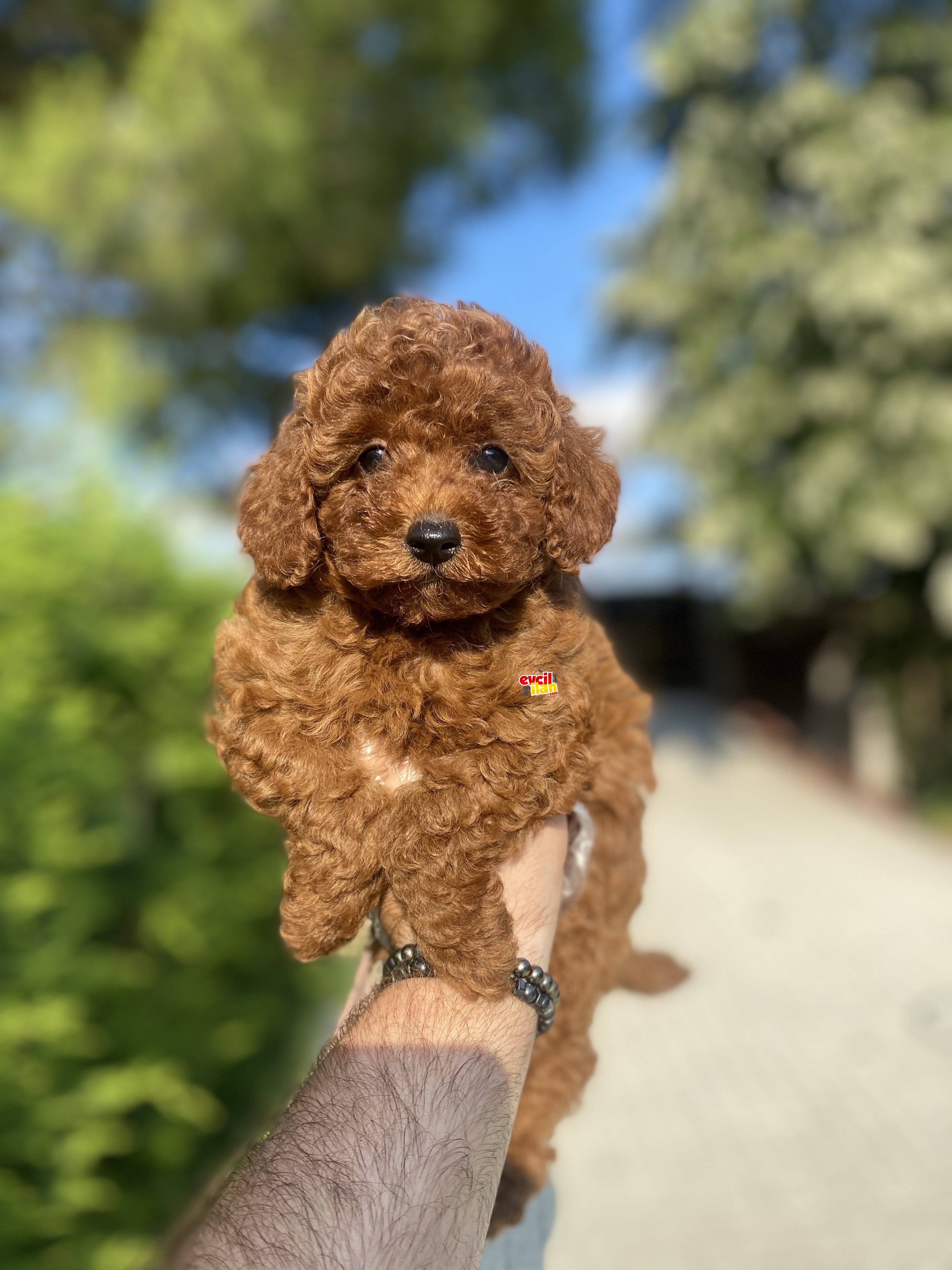 RED BROWN TOY POODLE BEBEKLER 