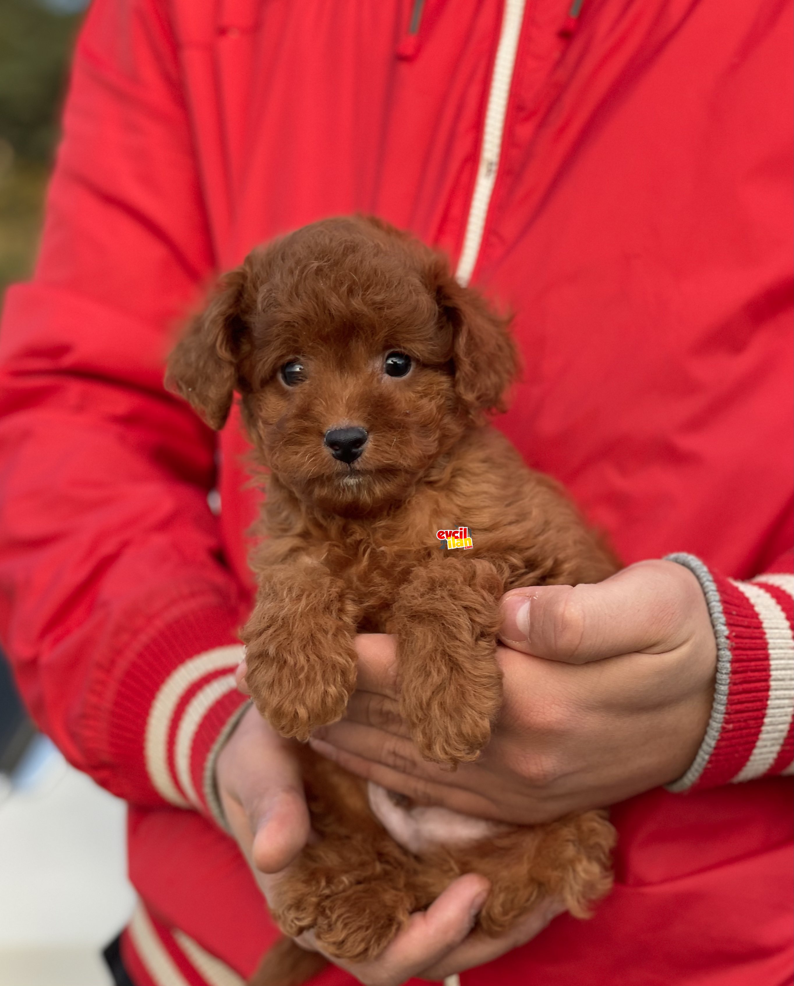 Red Brown Toy Poodle Bebekler