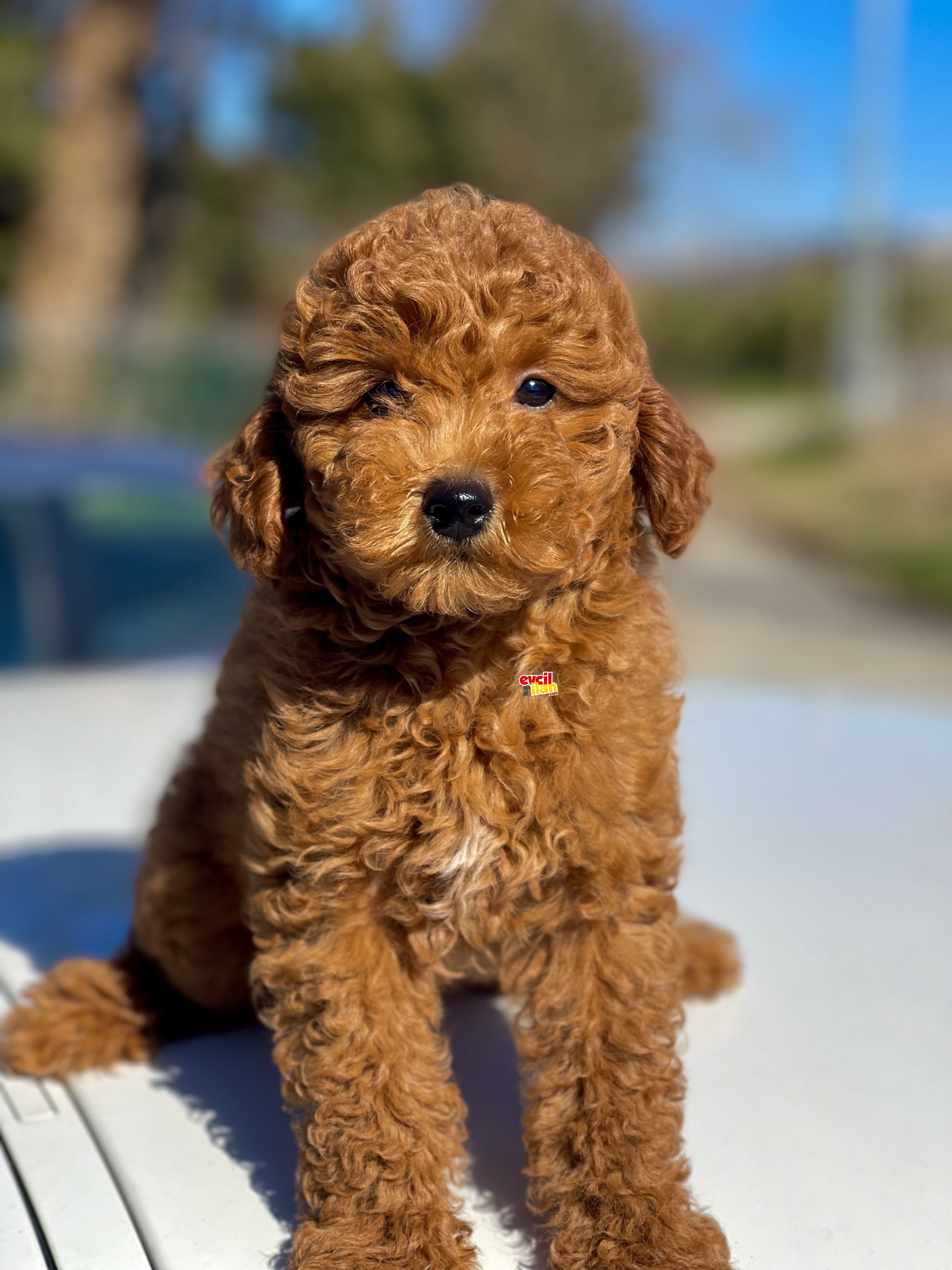 Red Brown Toy Poodle Bebekler