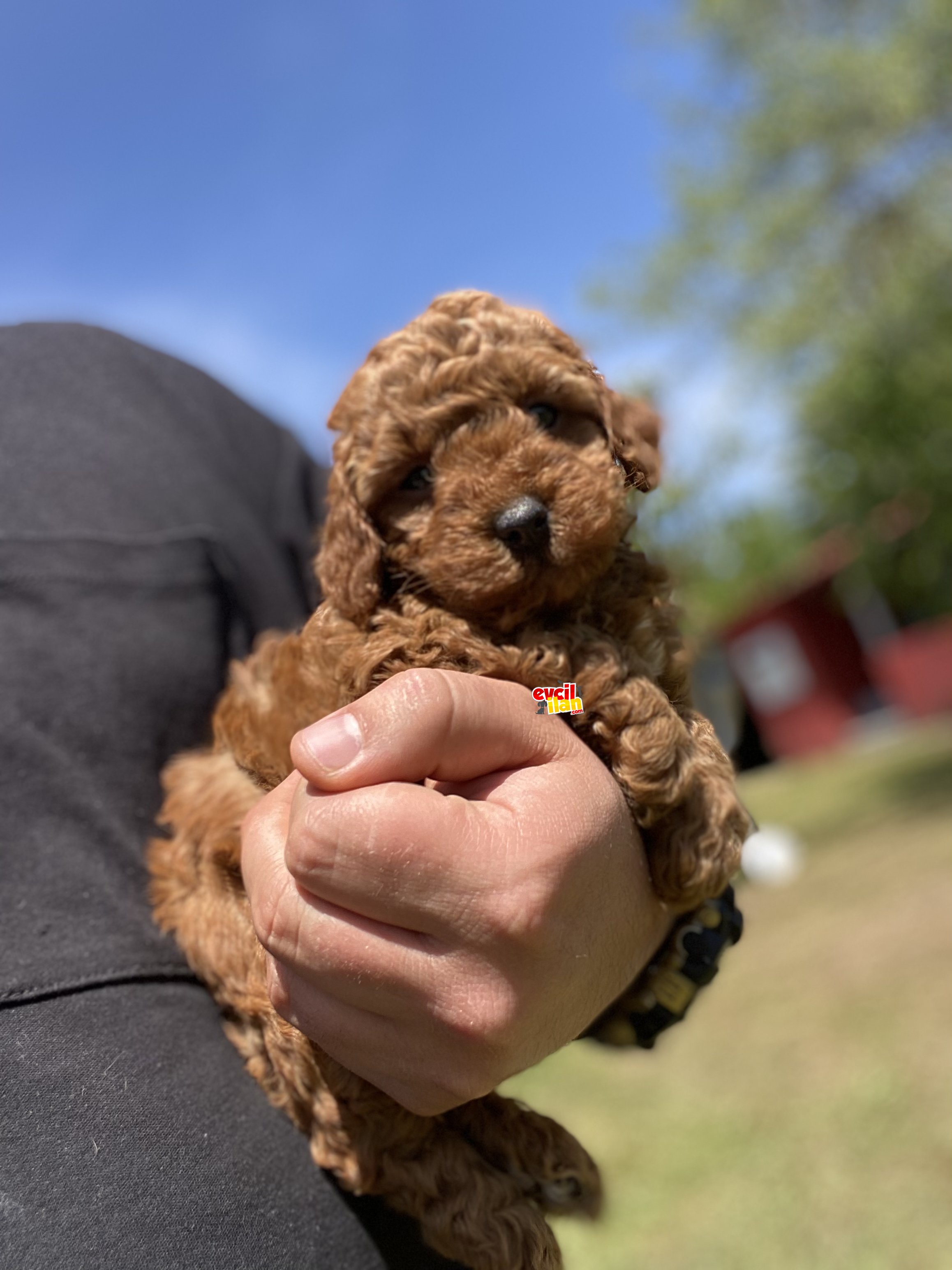 RED BROWN TOY POODLE BEBEKLER