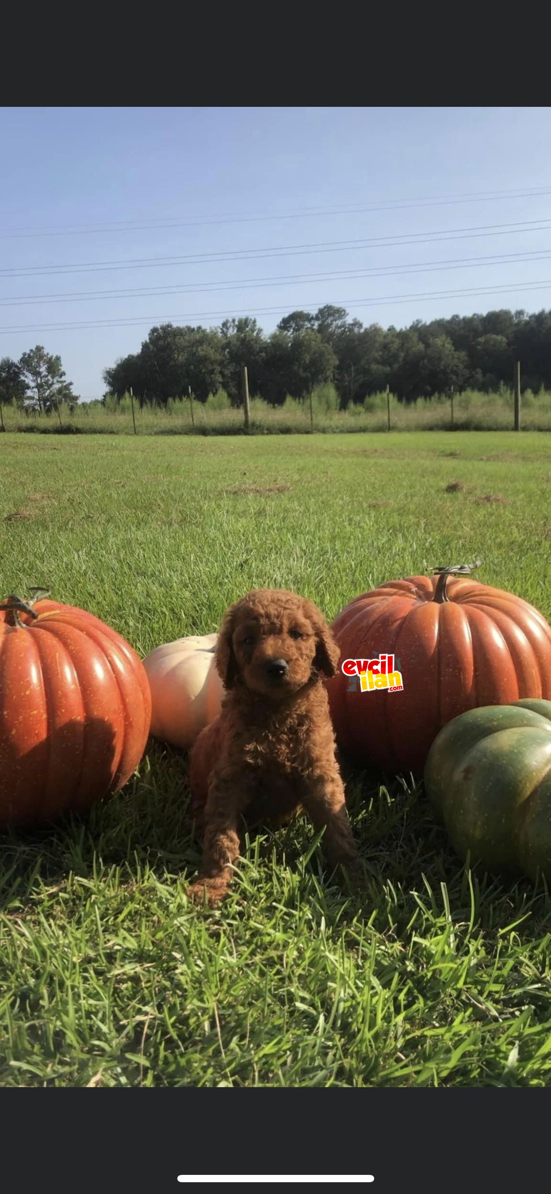 Red Brown toy Poodle bebeklerimiz baby face