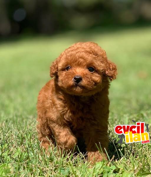 RED BROWN TOY POODLE DİŞİ ERKEK