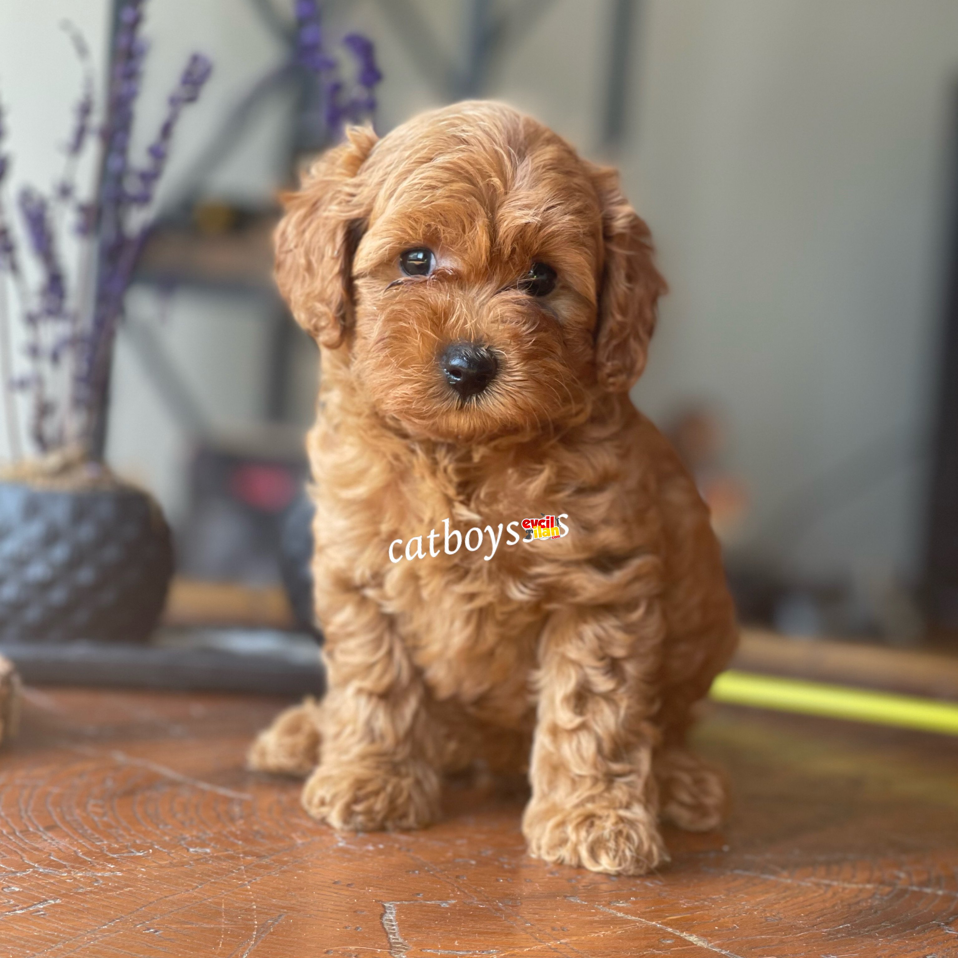 Red brown toy poodle erkek yavrumuz 