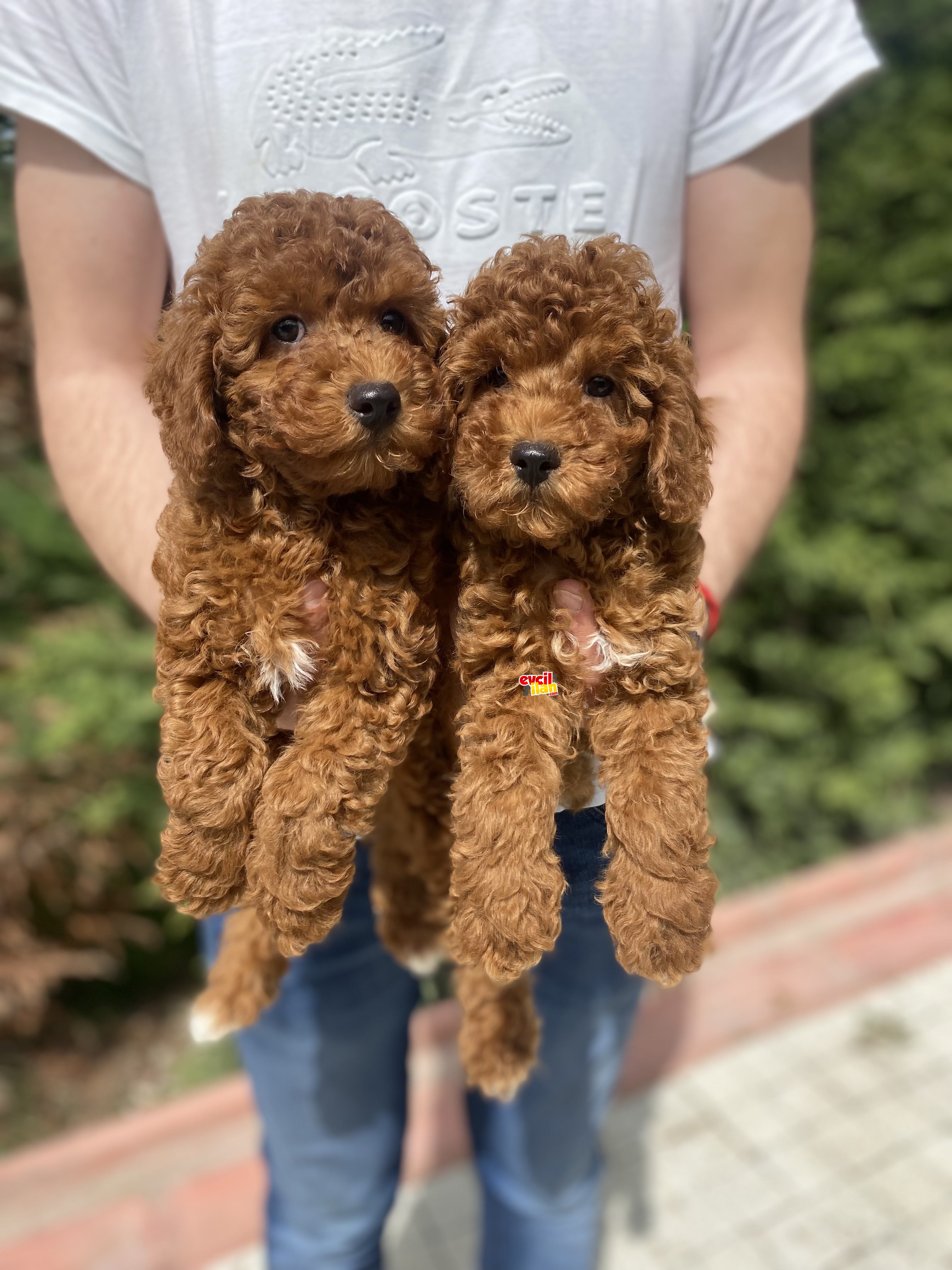 RED BROWN TOY POODLE KOYU RENK AŞILI KARNELİ