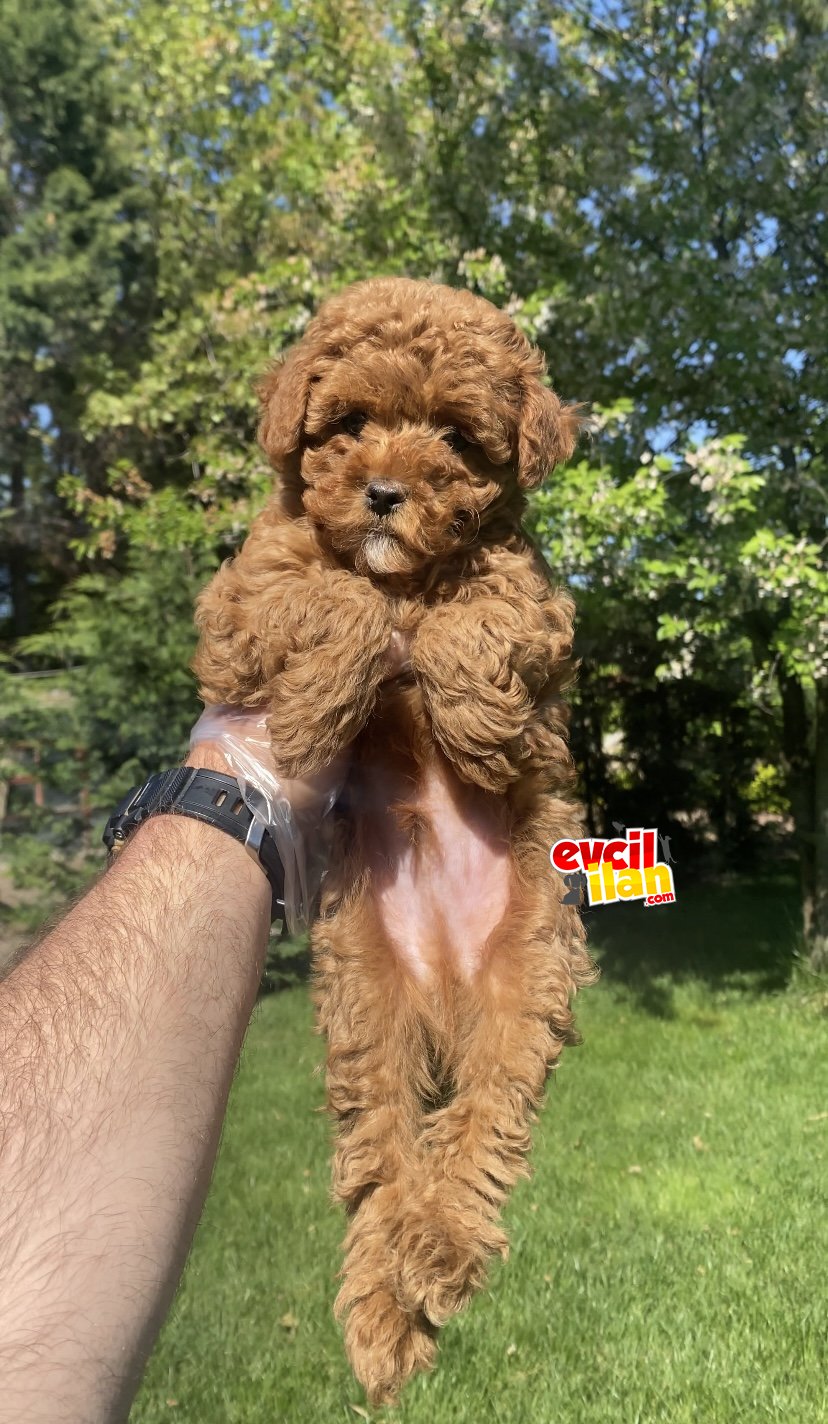 RED BROWN TOY POODLE OĞLUMUZ MİNİ BOY