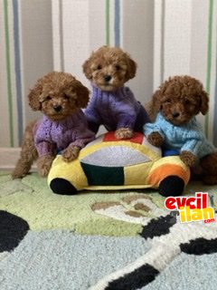 Red brown toy poodle orjinal mini yavrular 