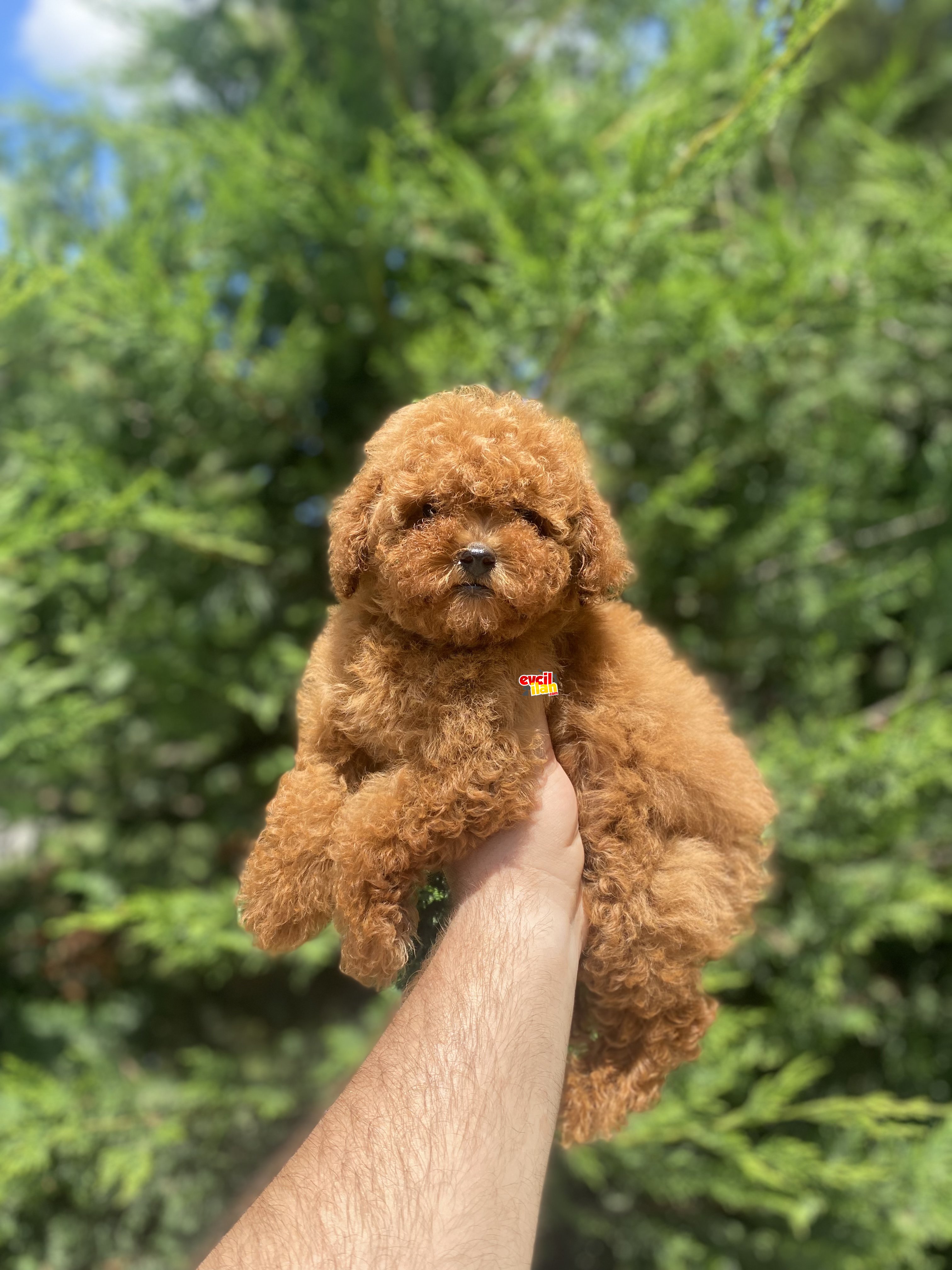 RED BROWN TOY POODLE ORJİNAL 