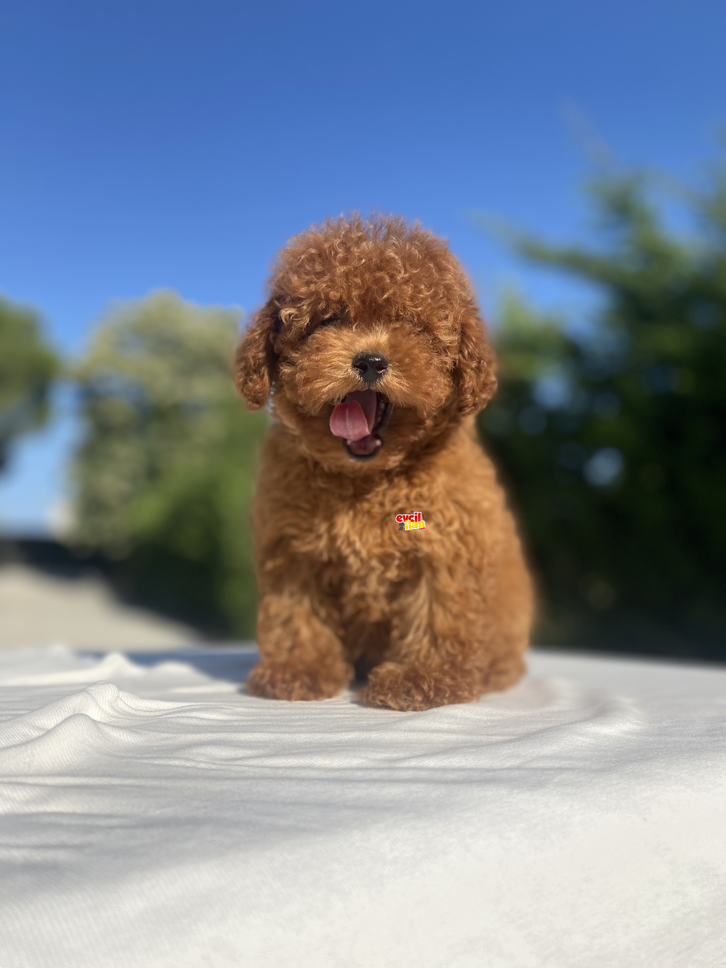 RED BROWN TOY POODLE OYUNCAK BEBEKLER 