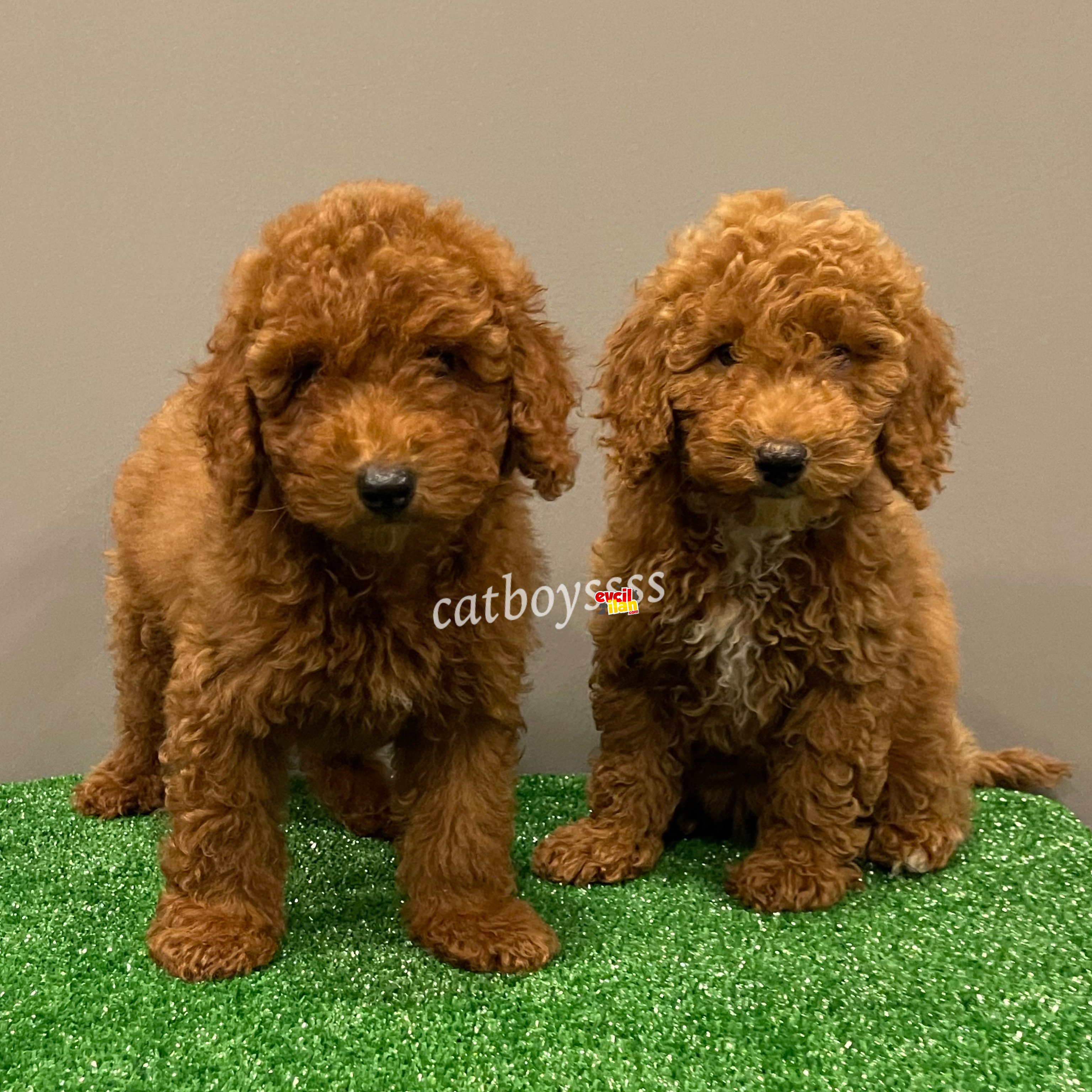 Red brown toy poodle yavrularımız (Dişi,erkek)