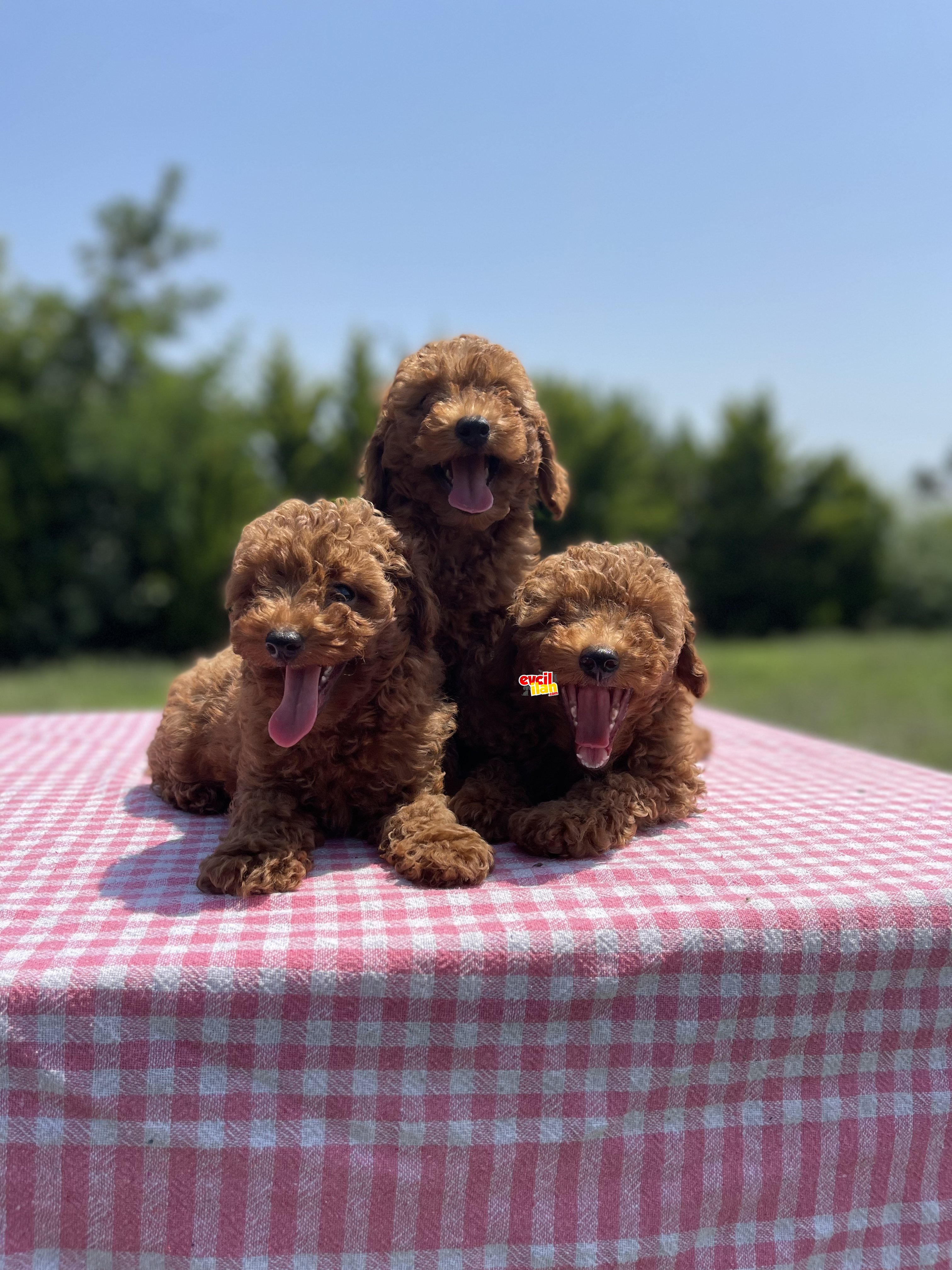 Red Brown Toy Poodle Yavrularimiz