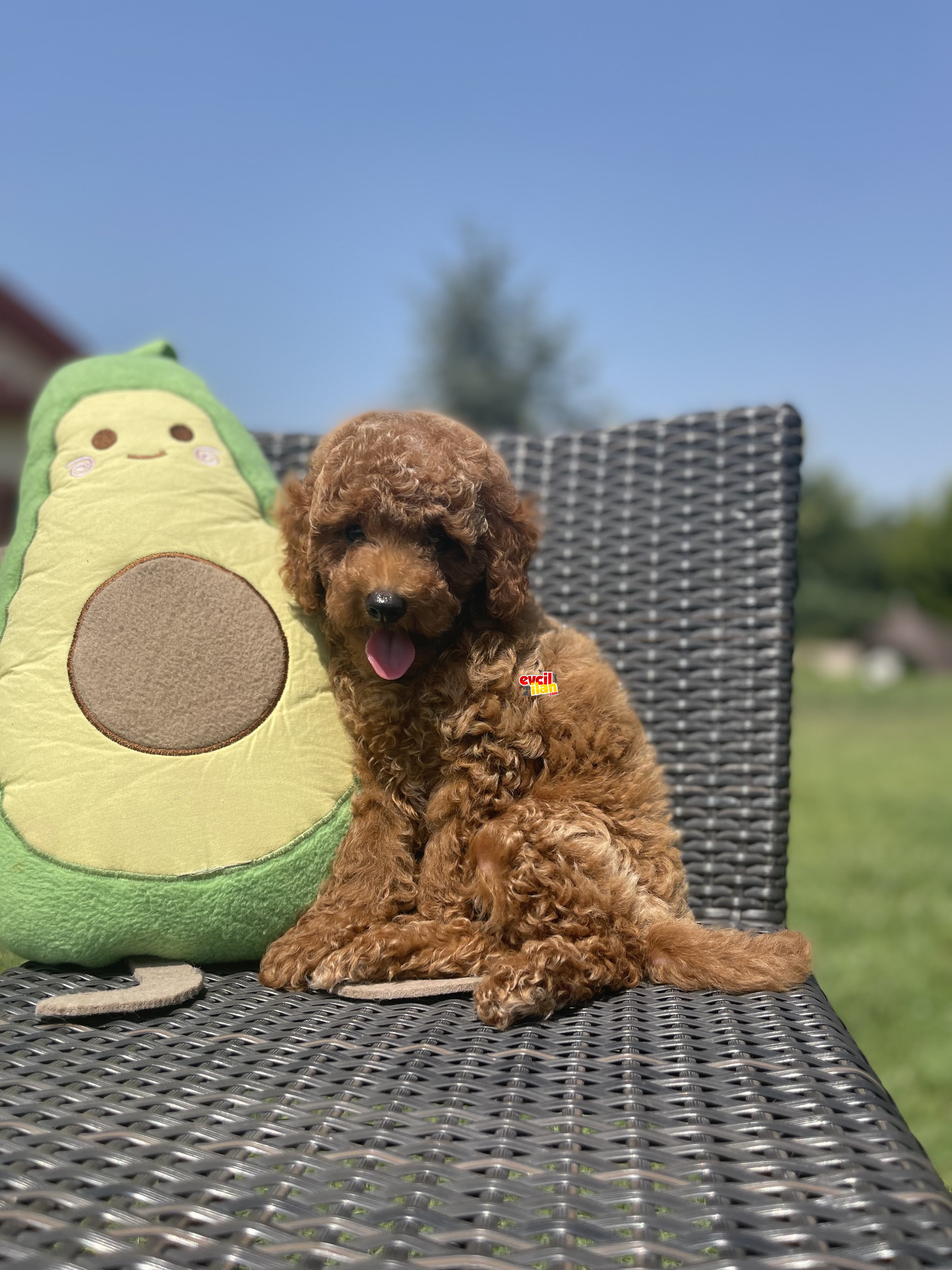 Red Brown Toy Poodle Yavrularimiz