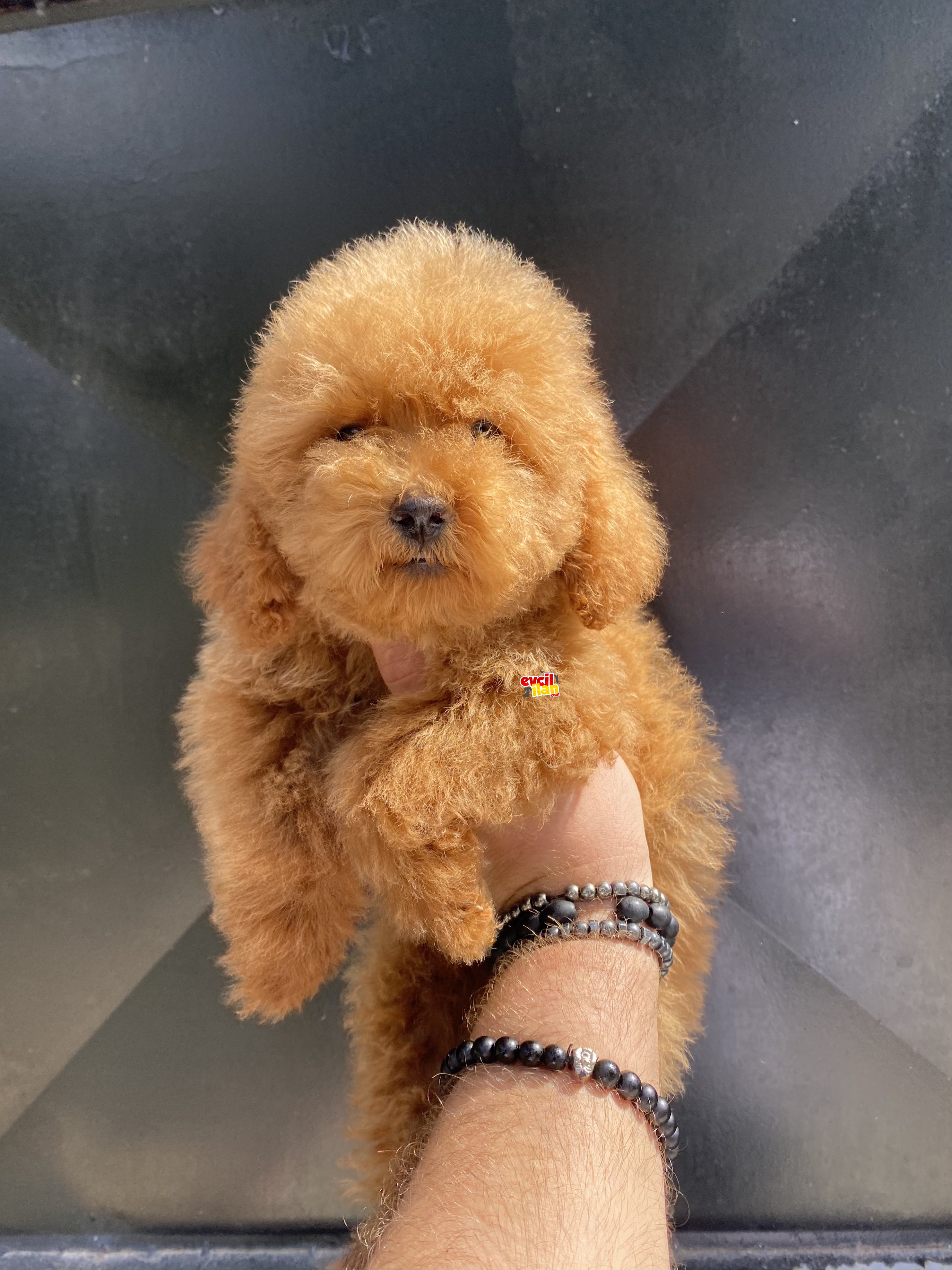 RED BROWN TOY POODLE 