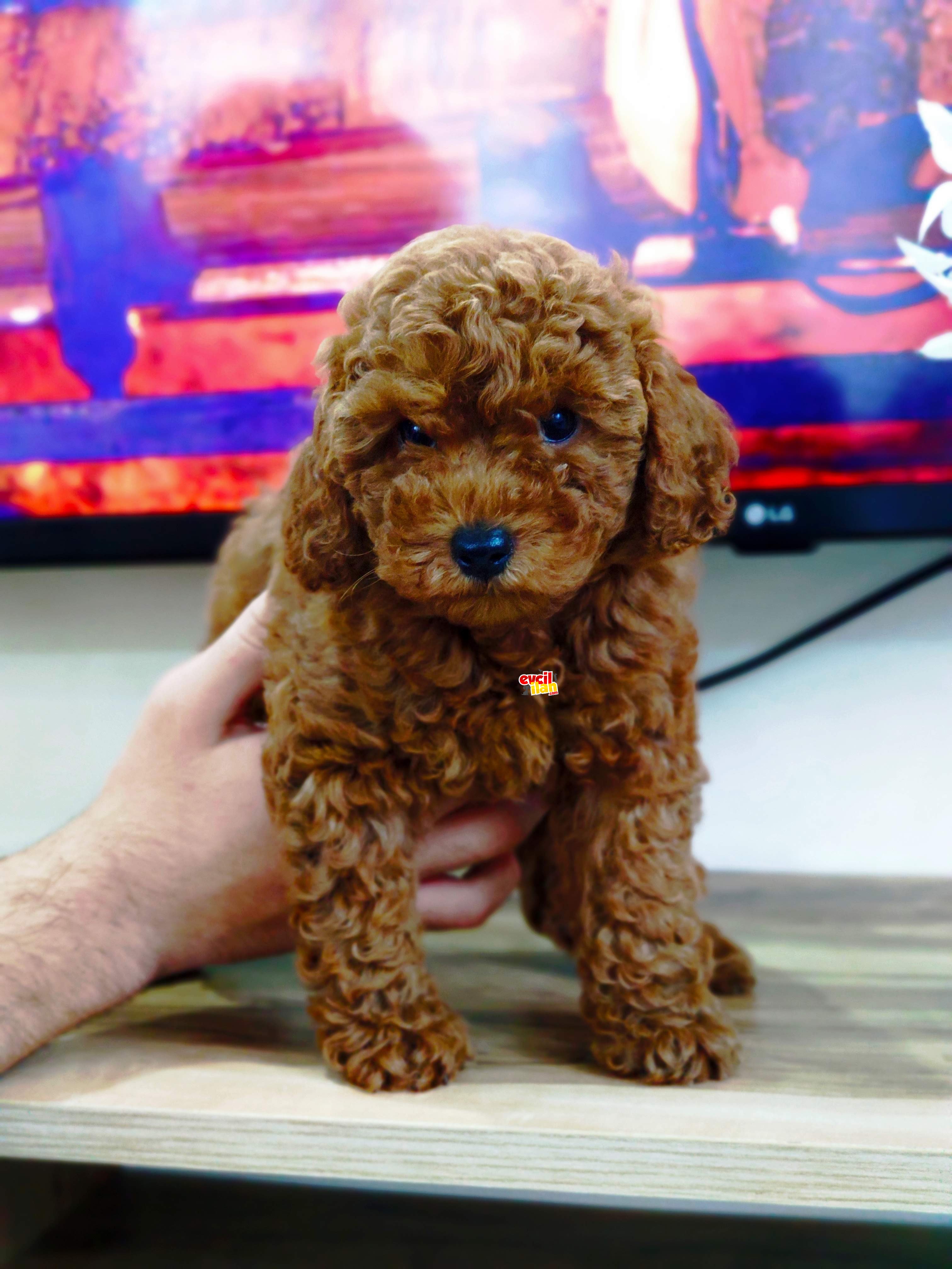 Red Brown Toy POODLE 