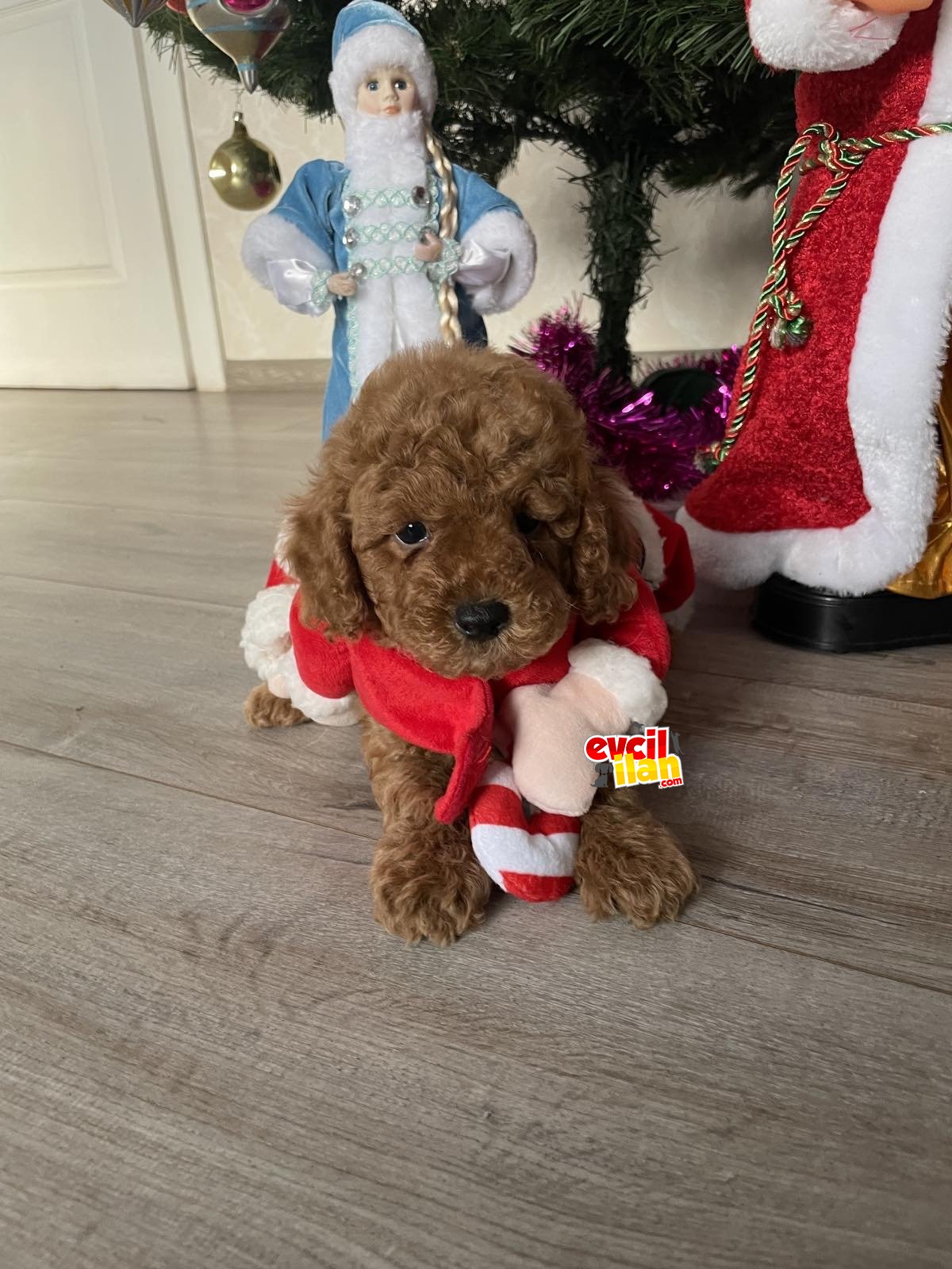 Red brown ve apricot minyatür ve toy poodle