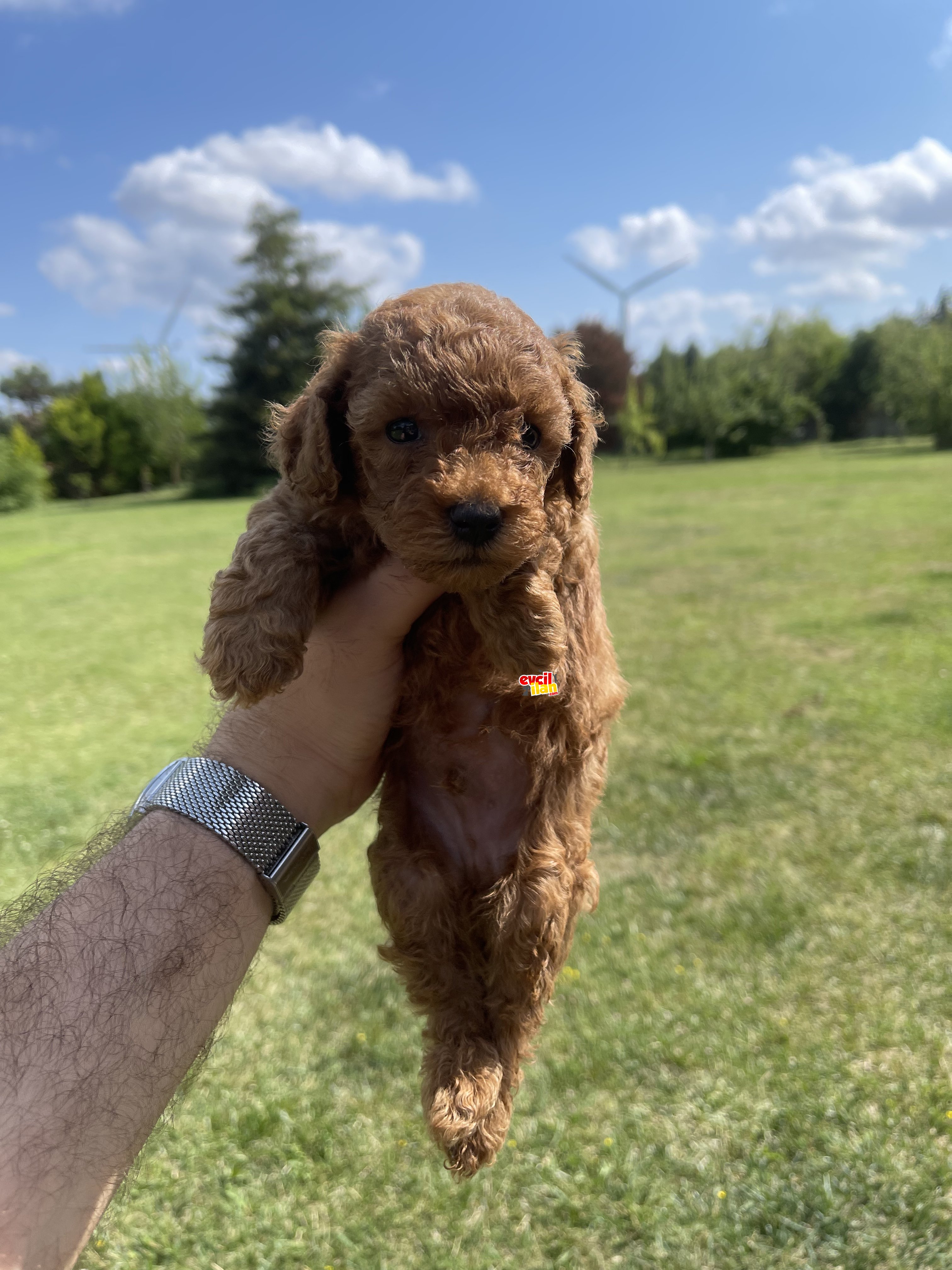 Red brown ve apricot toy poodle yavrularımz