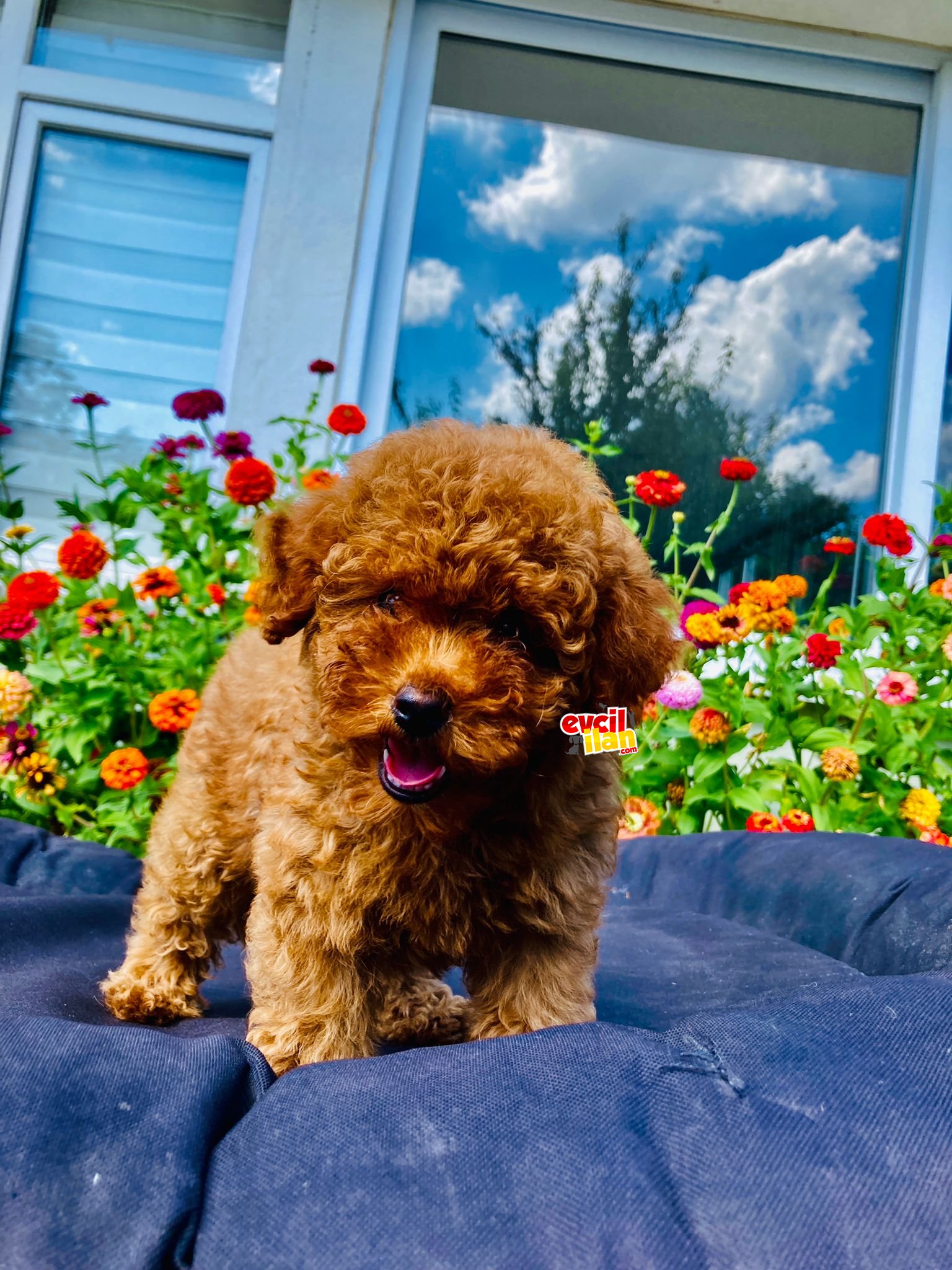 RED DİŞİ TOY POODLE YAVRULARIMIZ