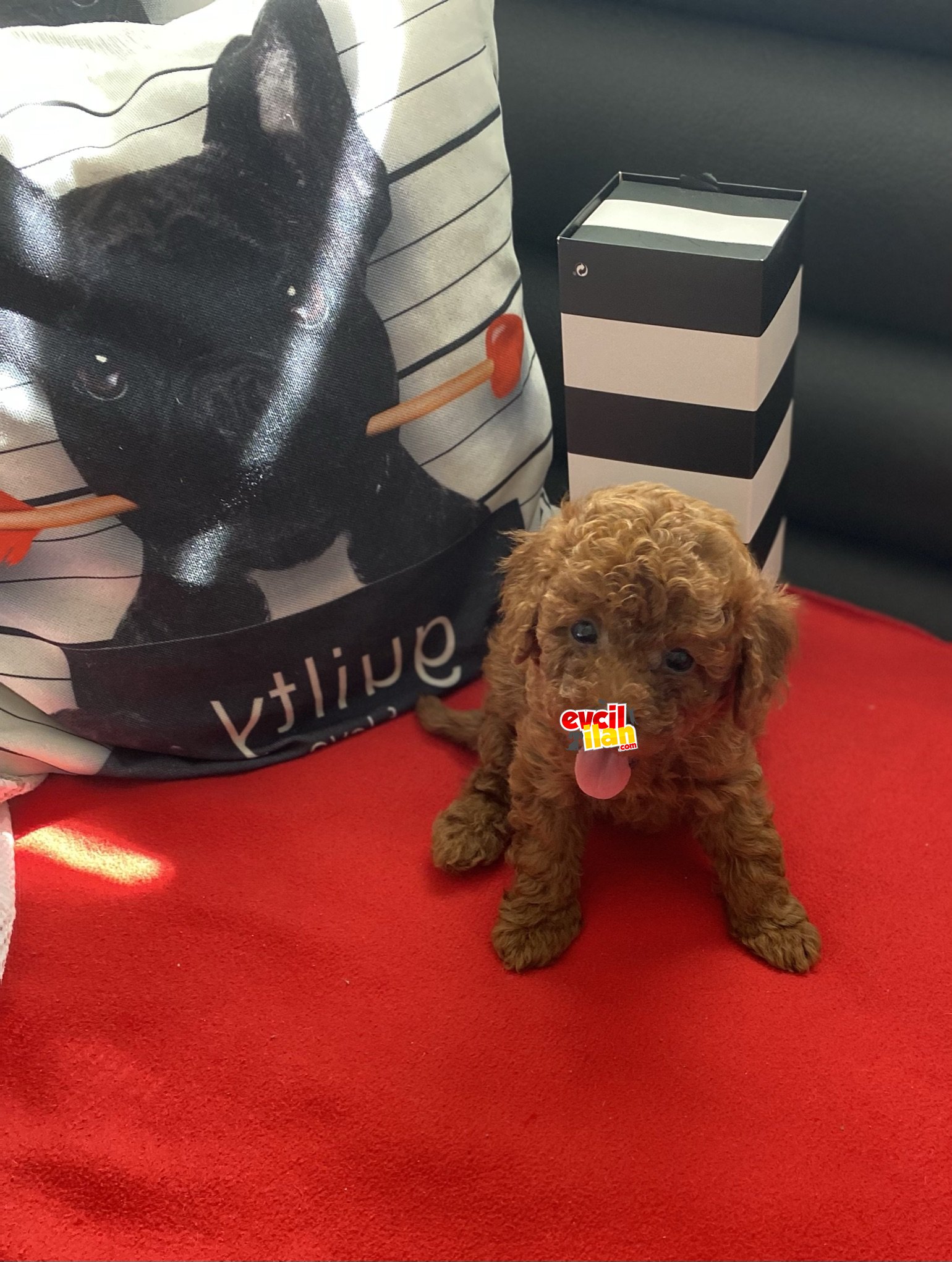 Red Erkek Toy Poodle Yavru