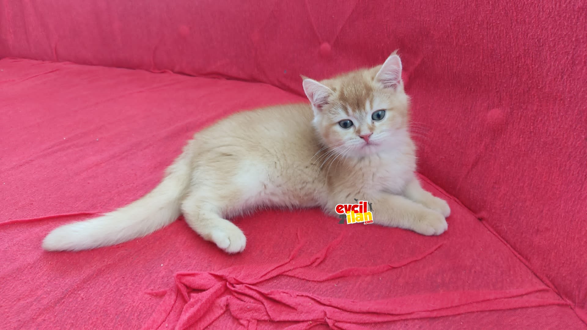 Red goldun ny12 erkek kardeşler 