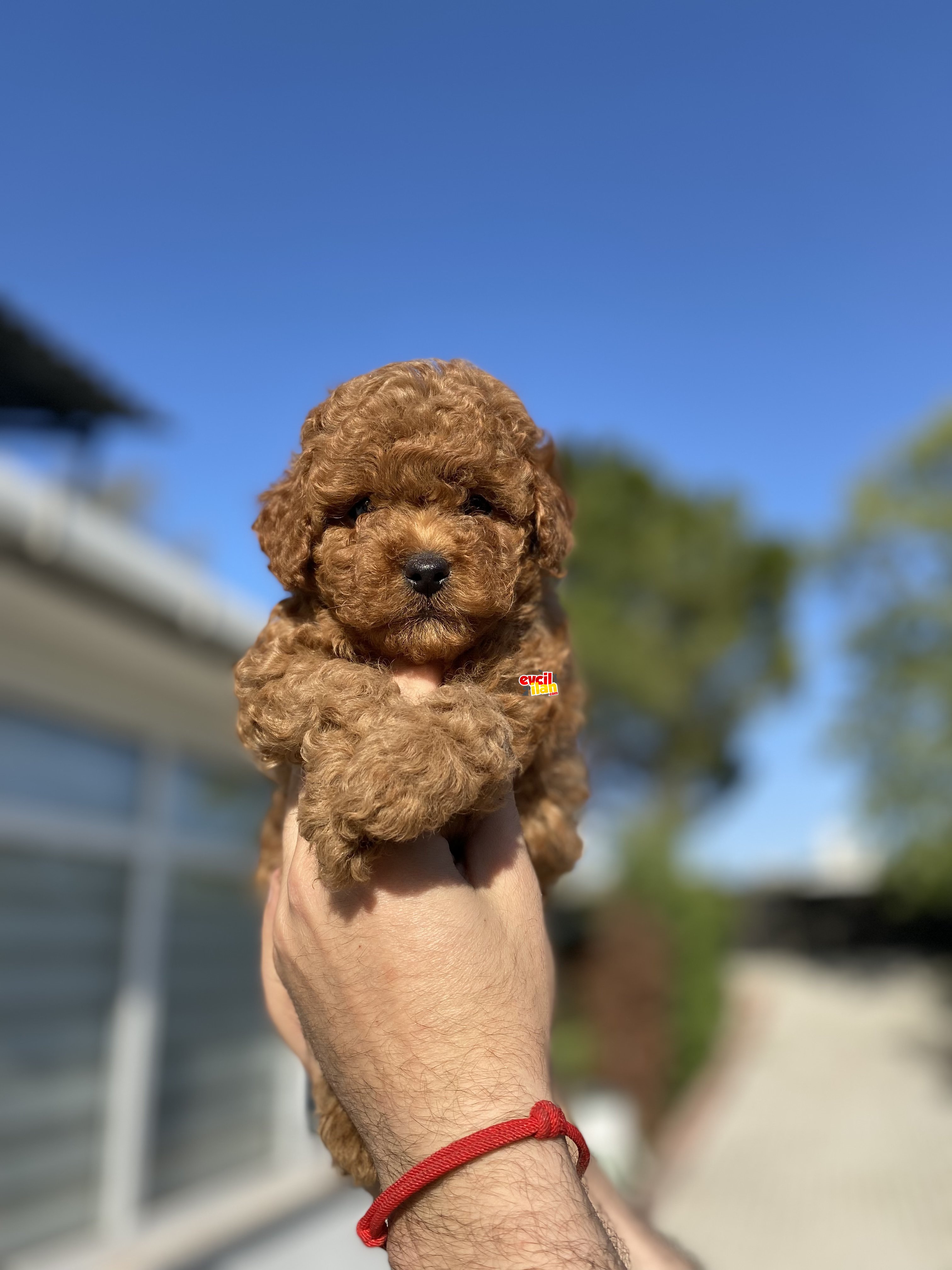 RED KOYU RENK MİNİ BOY POODLE