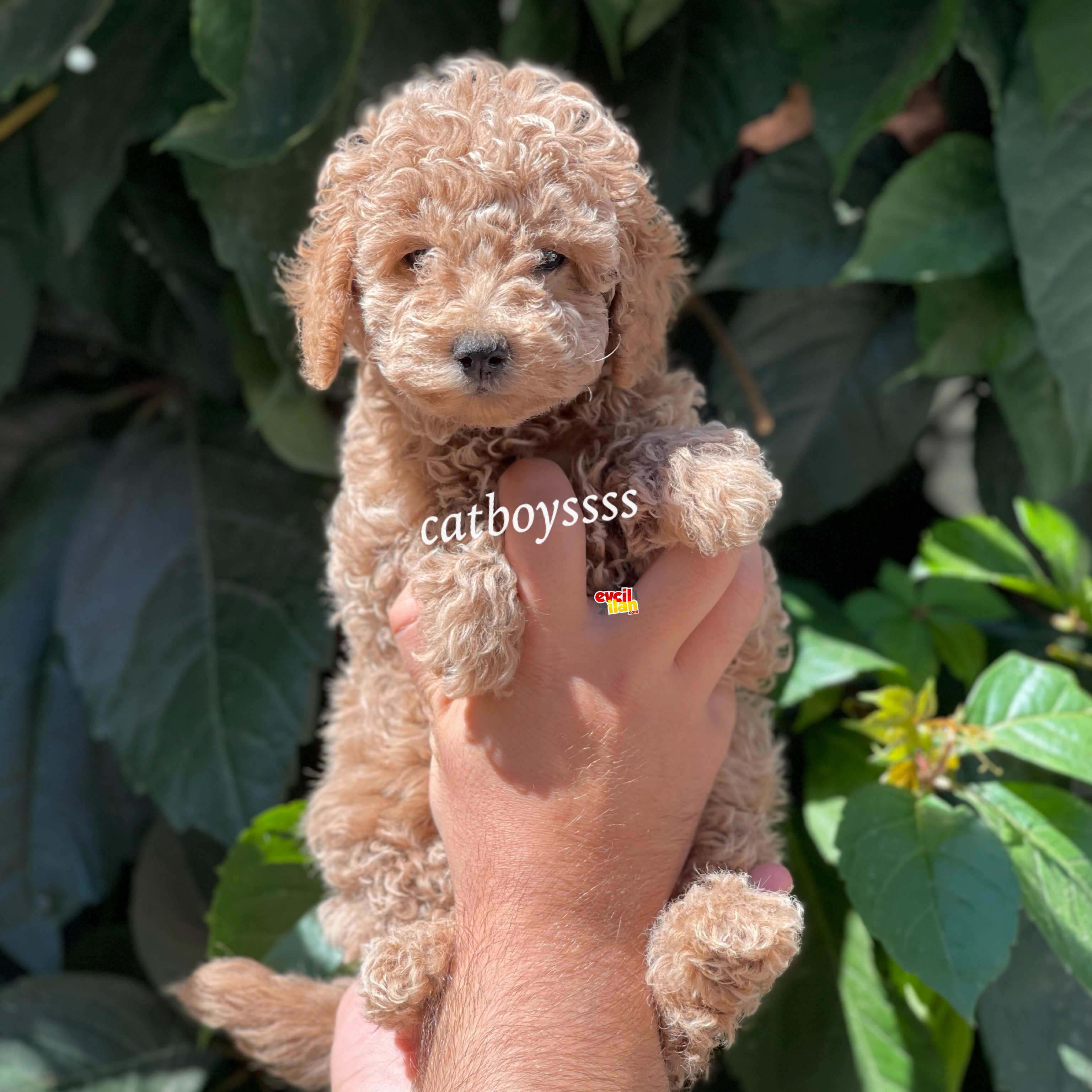 Red Light toy poodle dişi yavrumuz