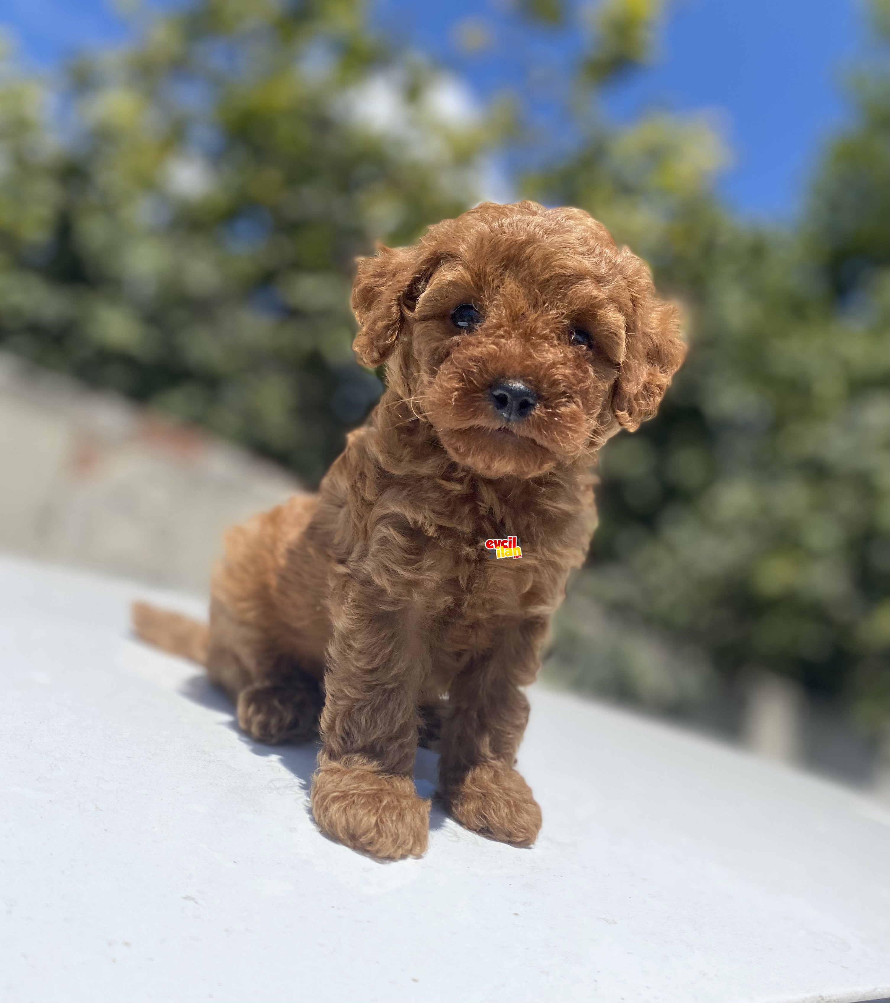 RED MİNİ BOY POODLE BEBEKLER