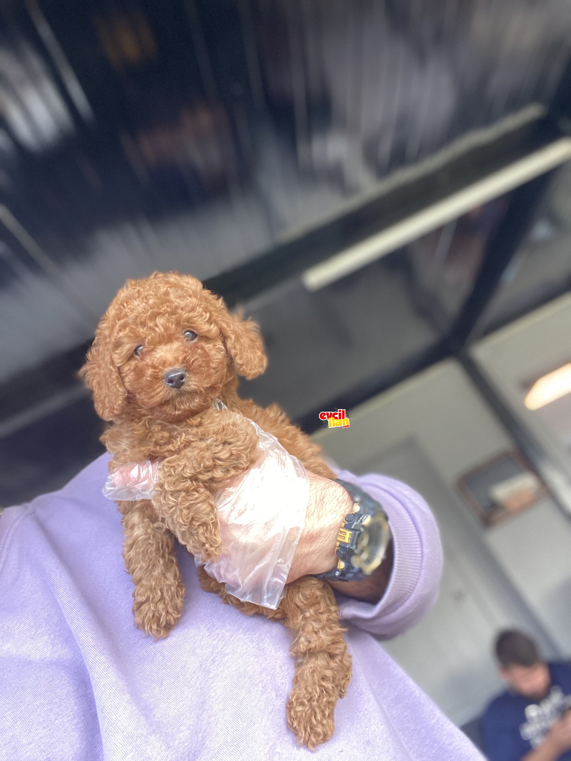 RED ORJİNAL AŞILI TOY POODLE BEBEĞİMİZ