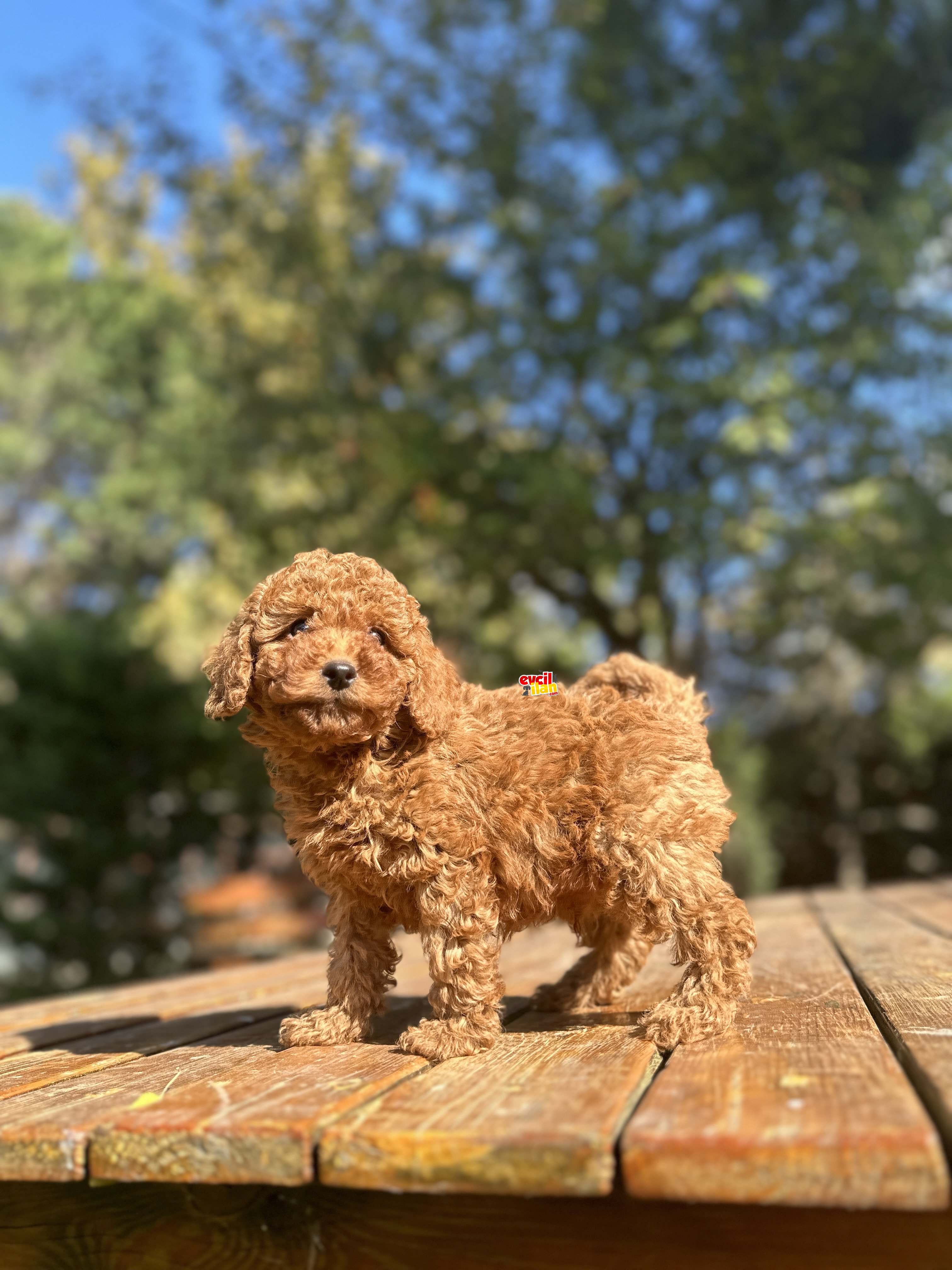 RED ORJİNAL TOY POODLE BEBEĞİMİZ 