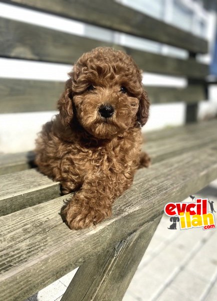 RED POODLE AŞILI BEBEKLERİMİZ A KALİTE 