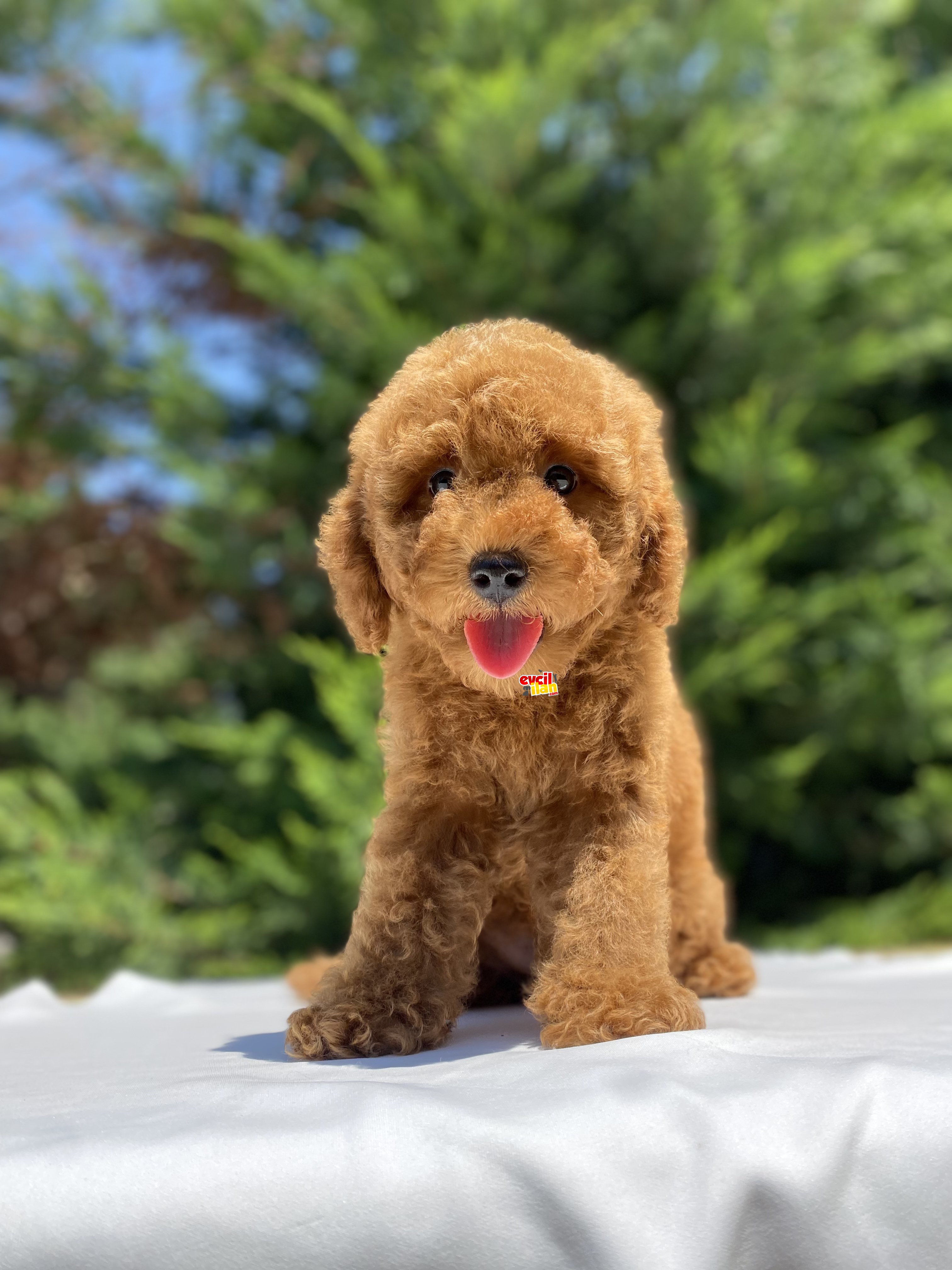 RED POODLE YAVRUMUZ AŞILI